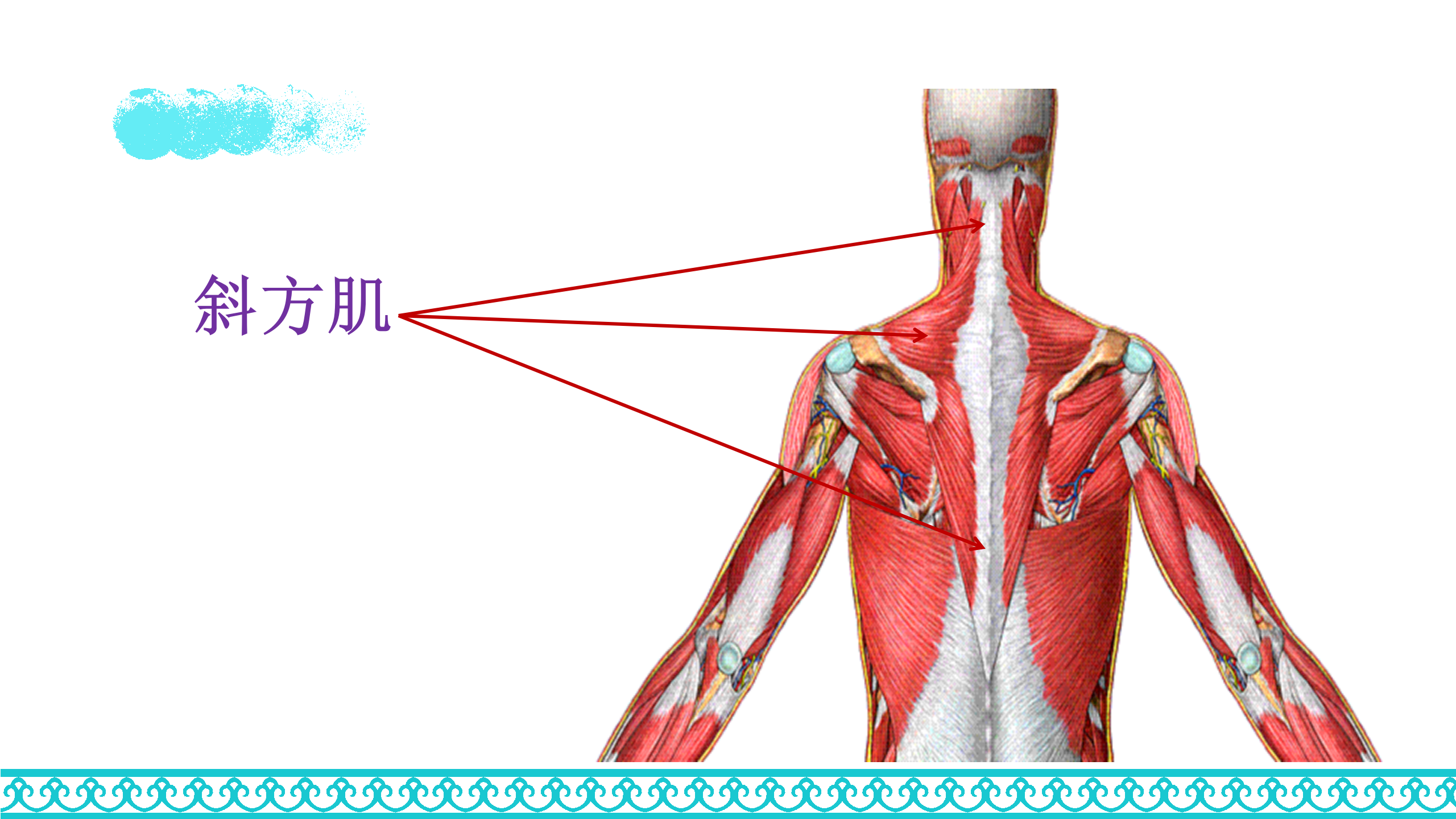 颈部解剖_51.png