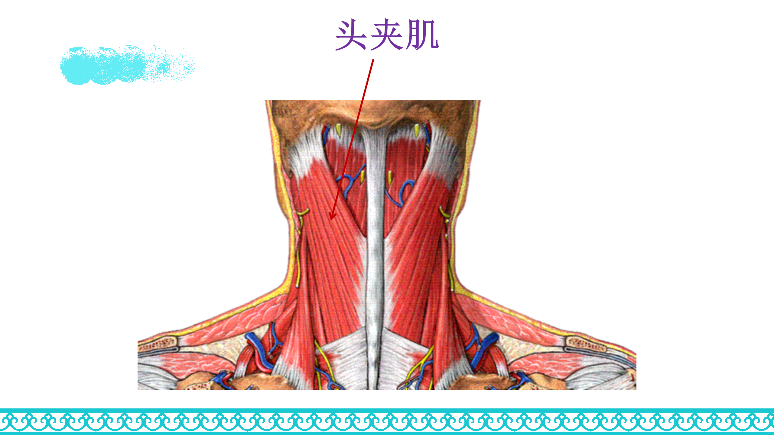 颈部解剖_52.png