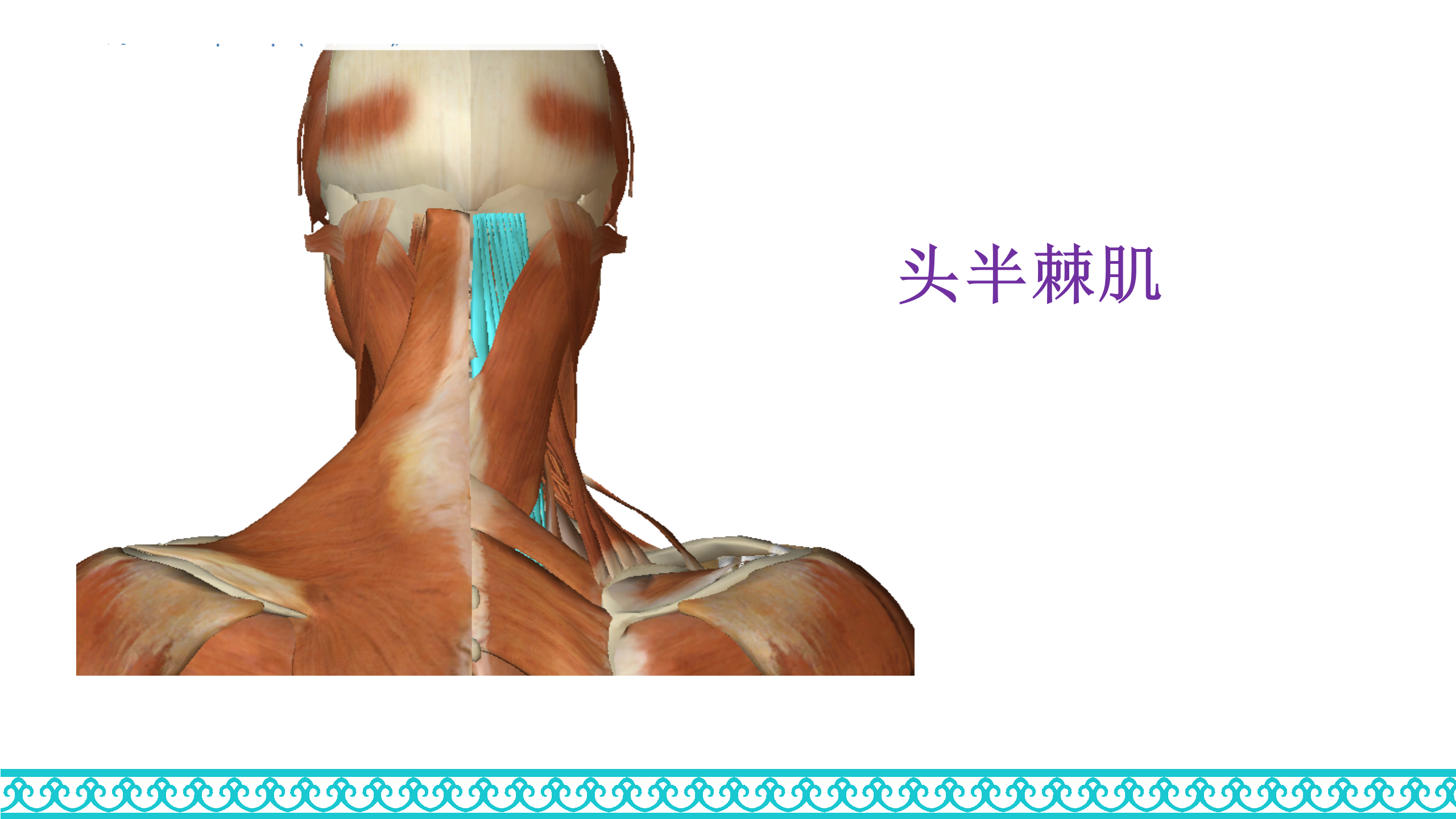 颈部解剖_53.png