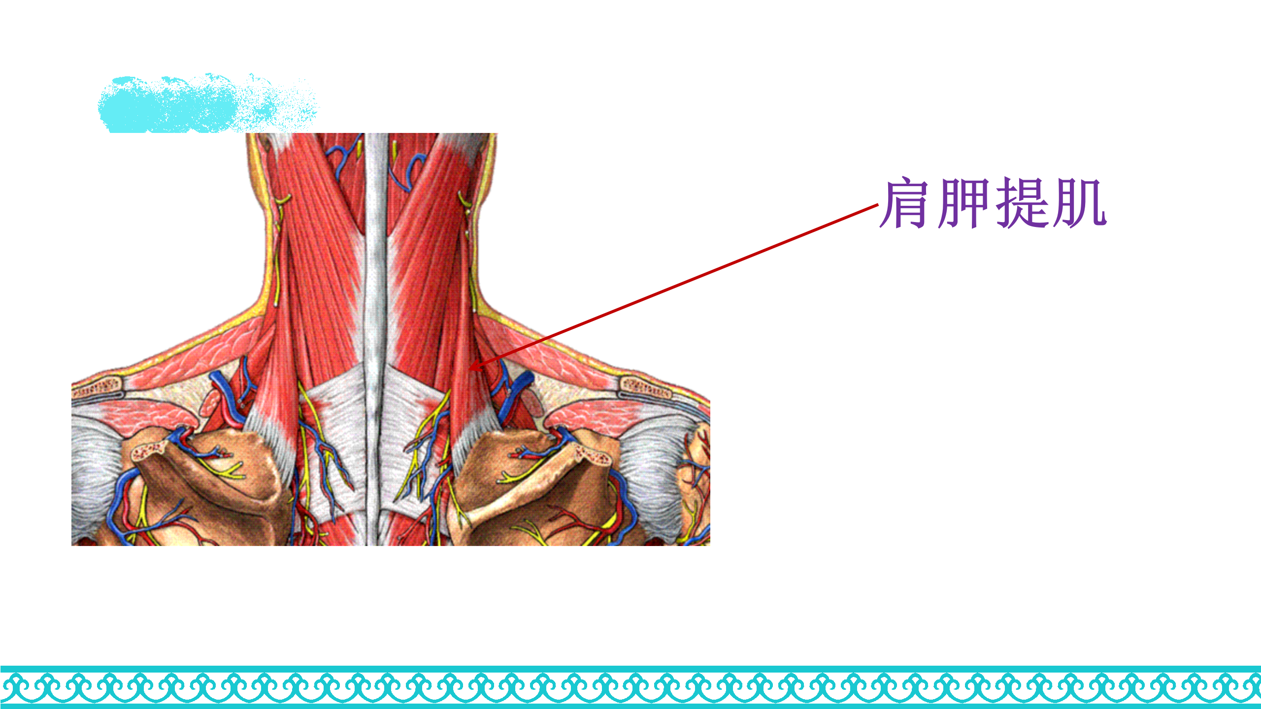 颈部解剖_54.png