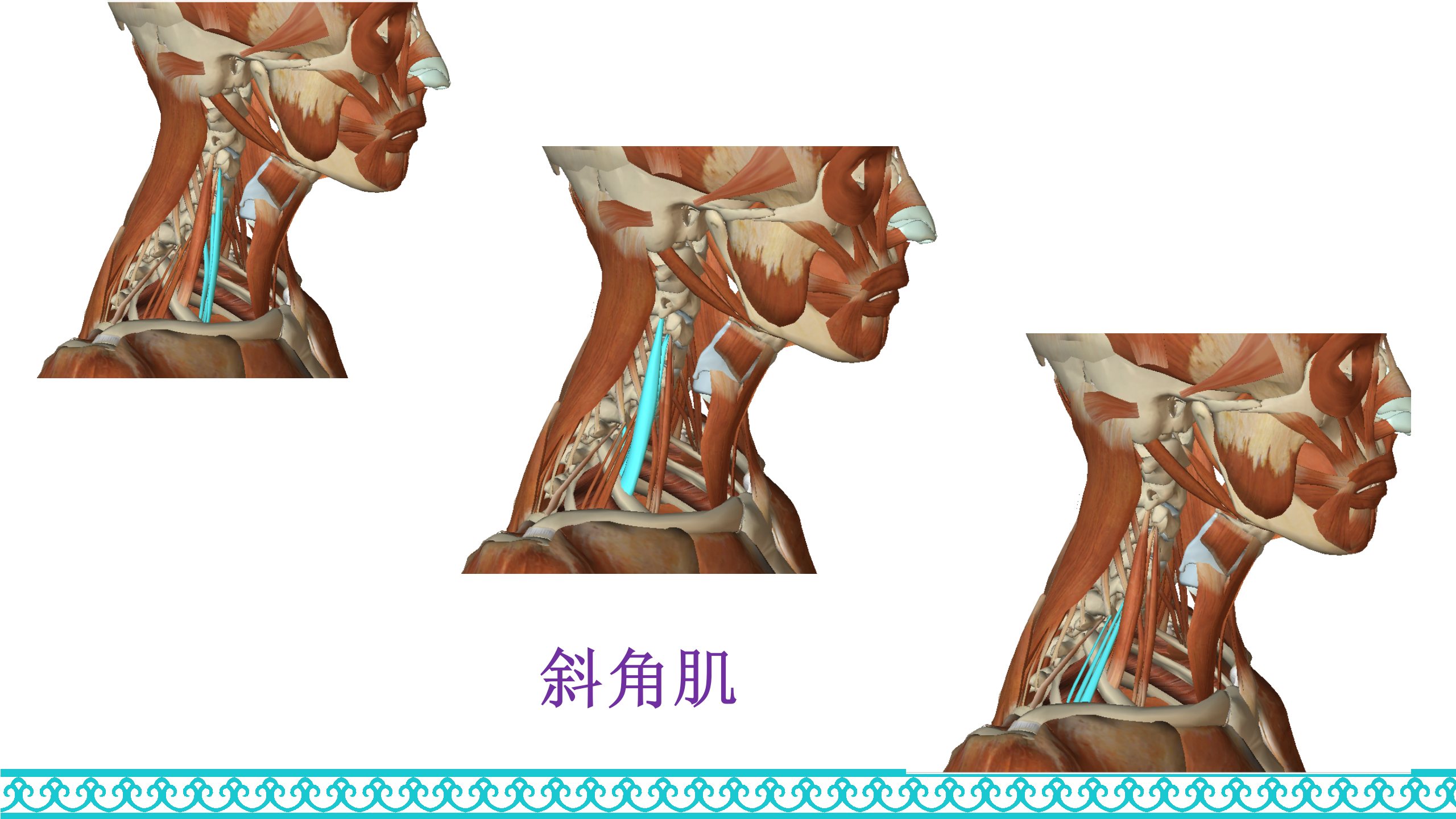 颈部解剖_56.png
