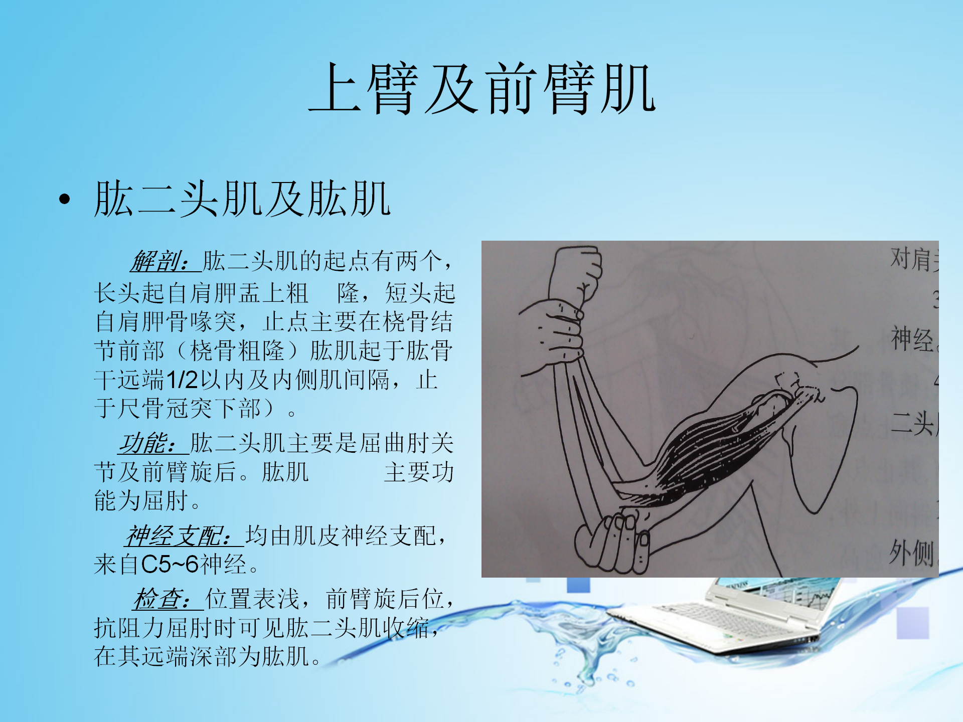 上肢肌肉解剖_02.png
