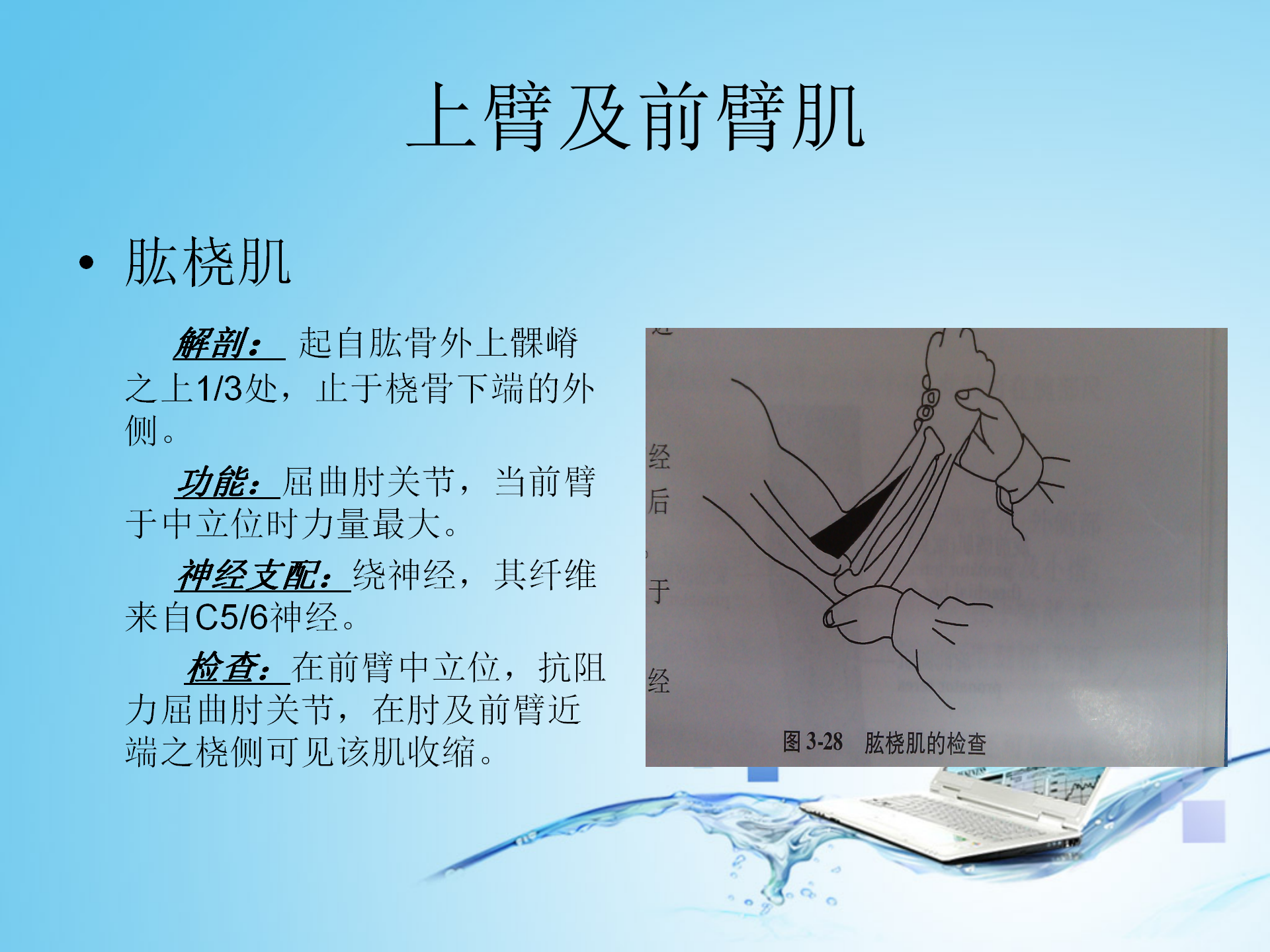 上肢肌肉解剖_03.png