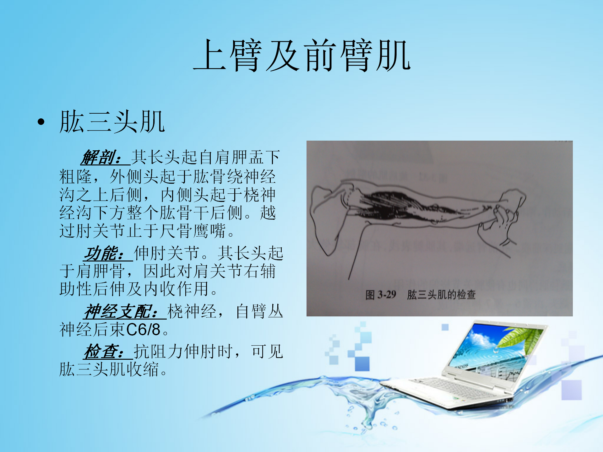 上肢肌肉解剖_04.png