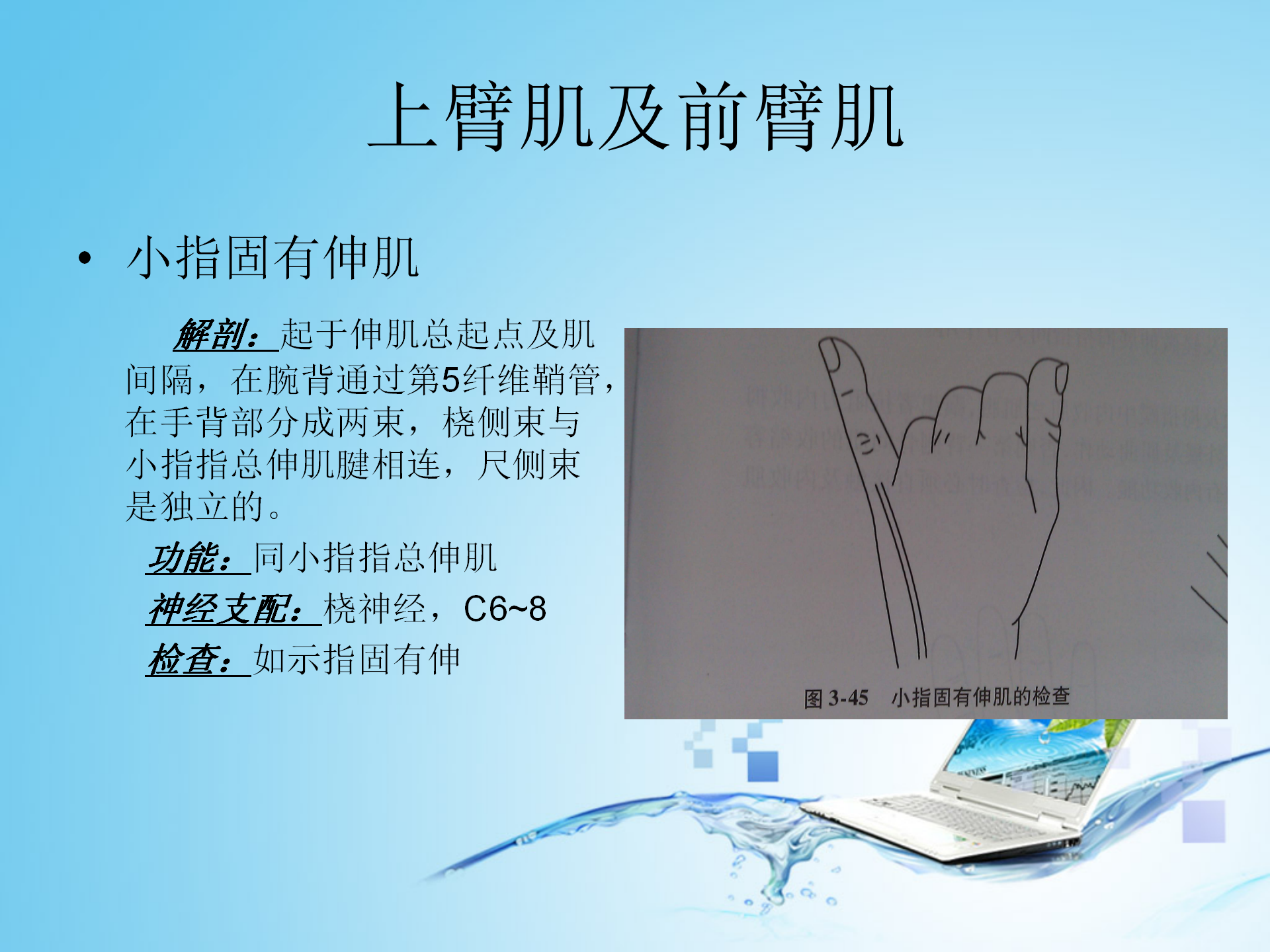 上肢肌肉解剖_23.png