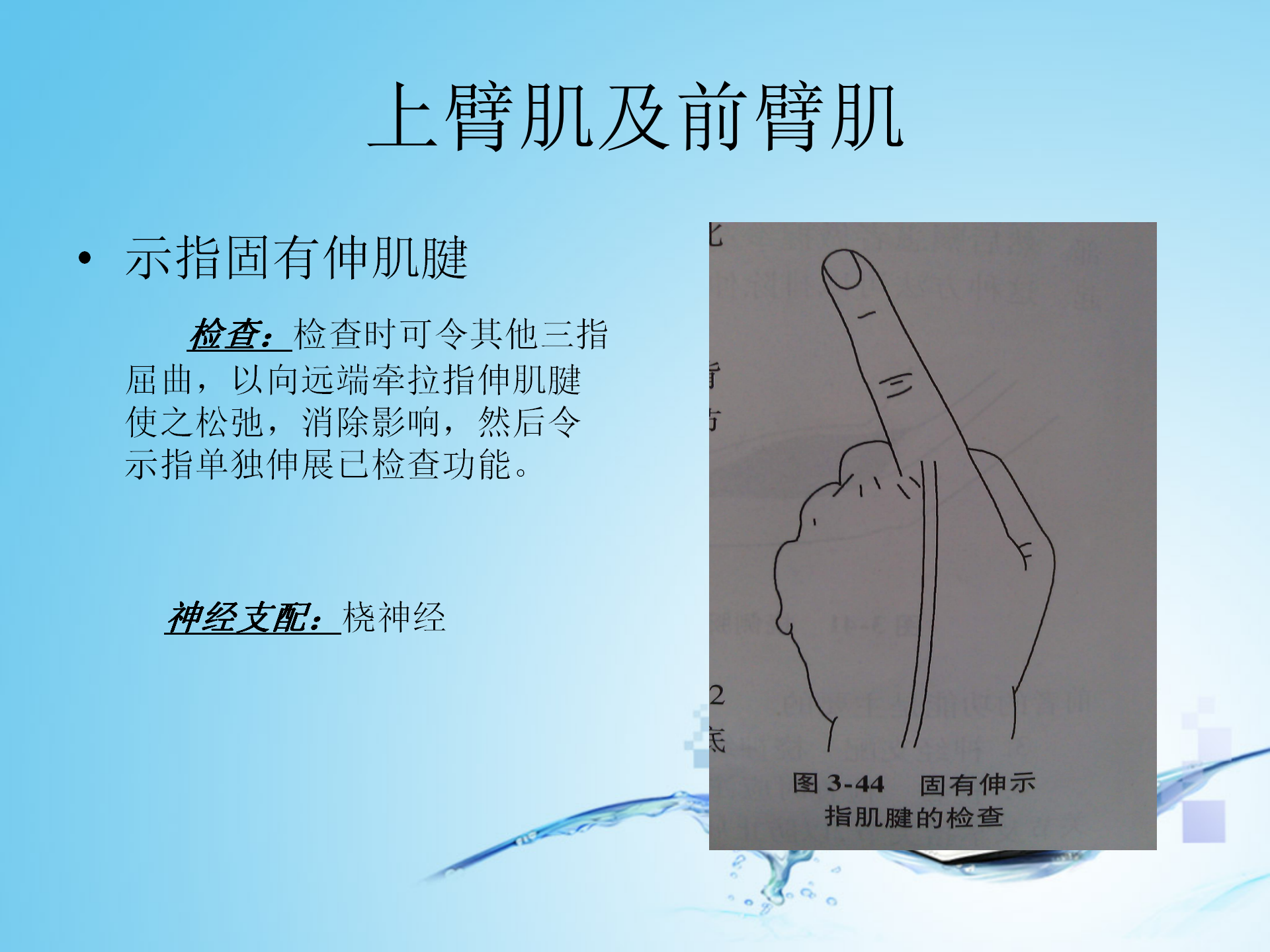 上肢肌肉解剖_22.png