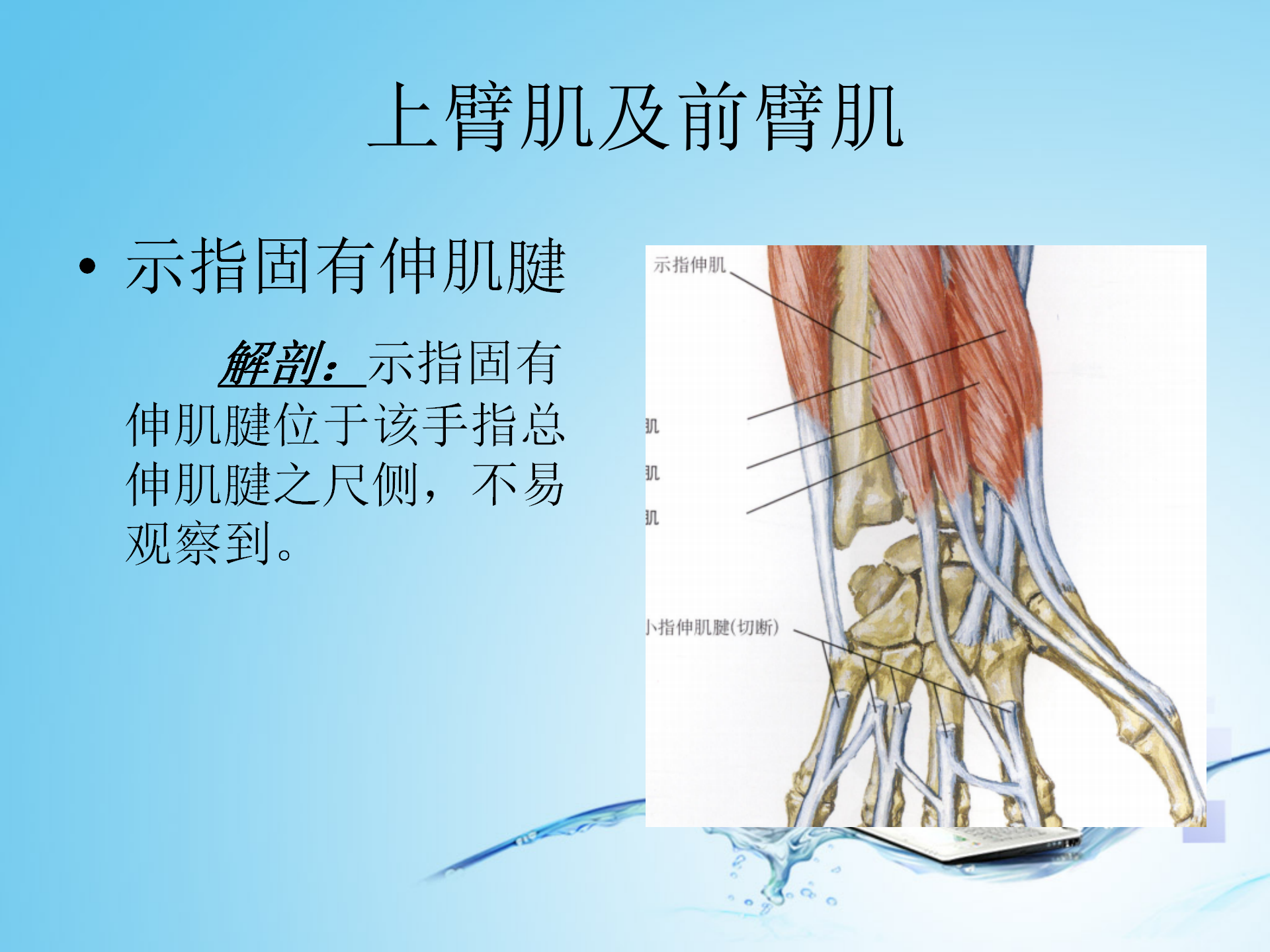 上肢肌肉解剖_21.png