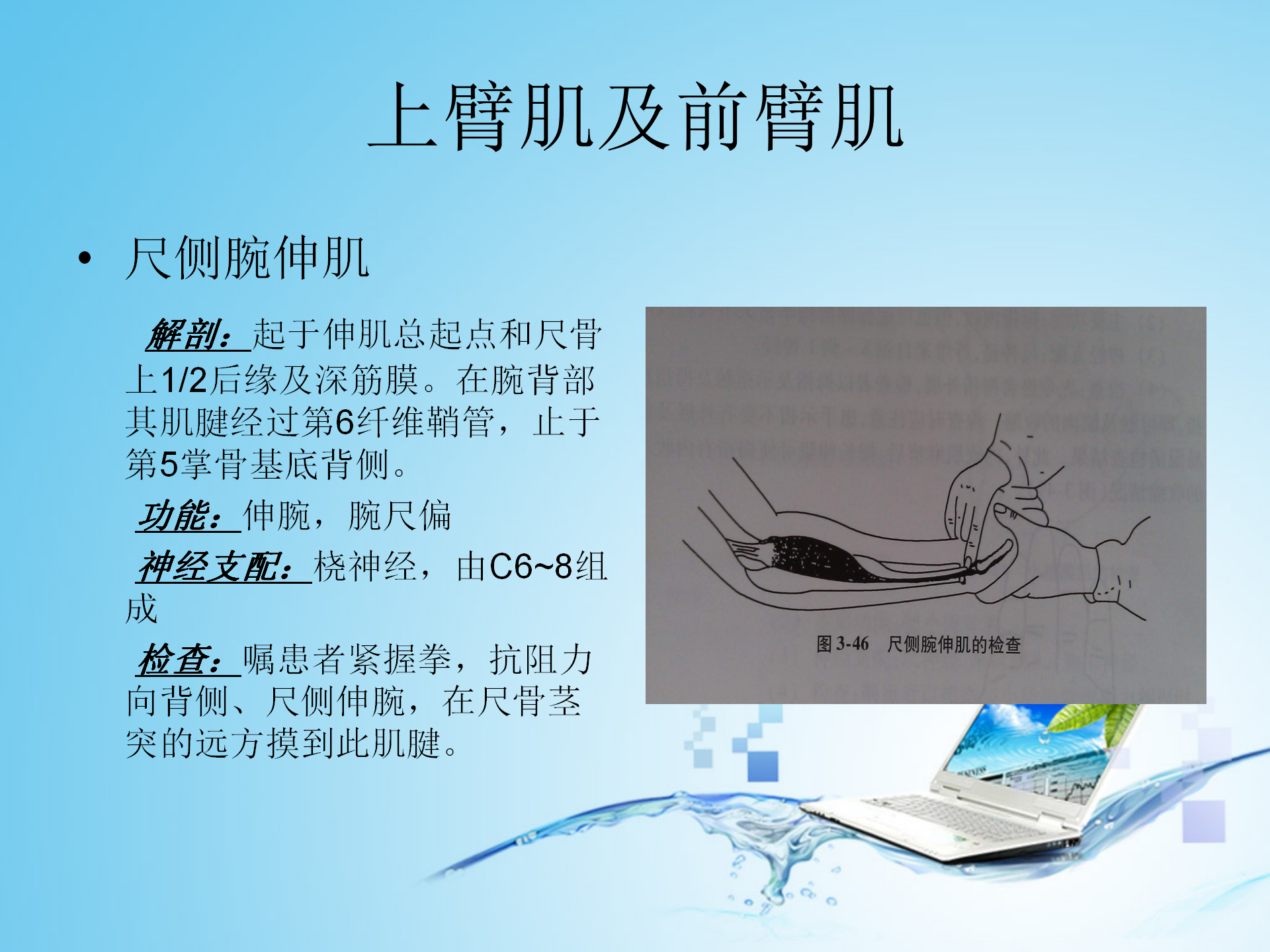 上肢肌肉解剖_24.png