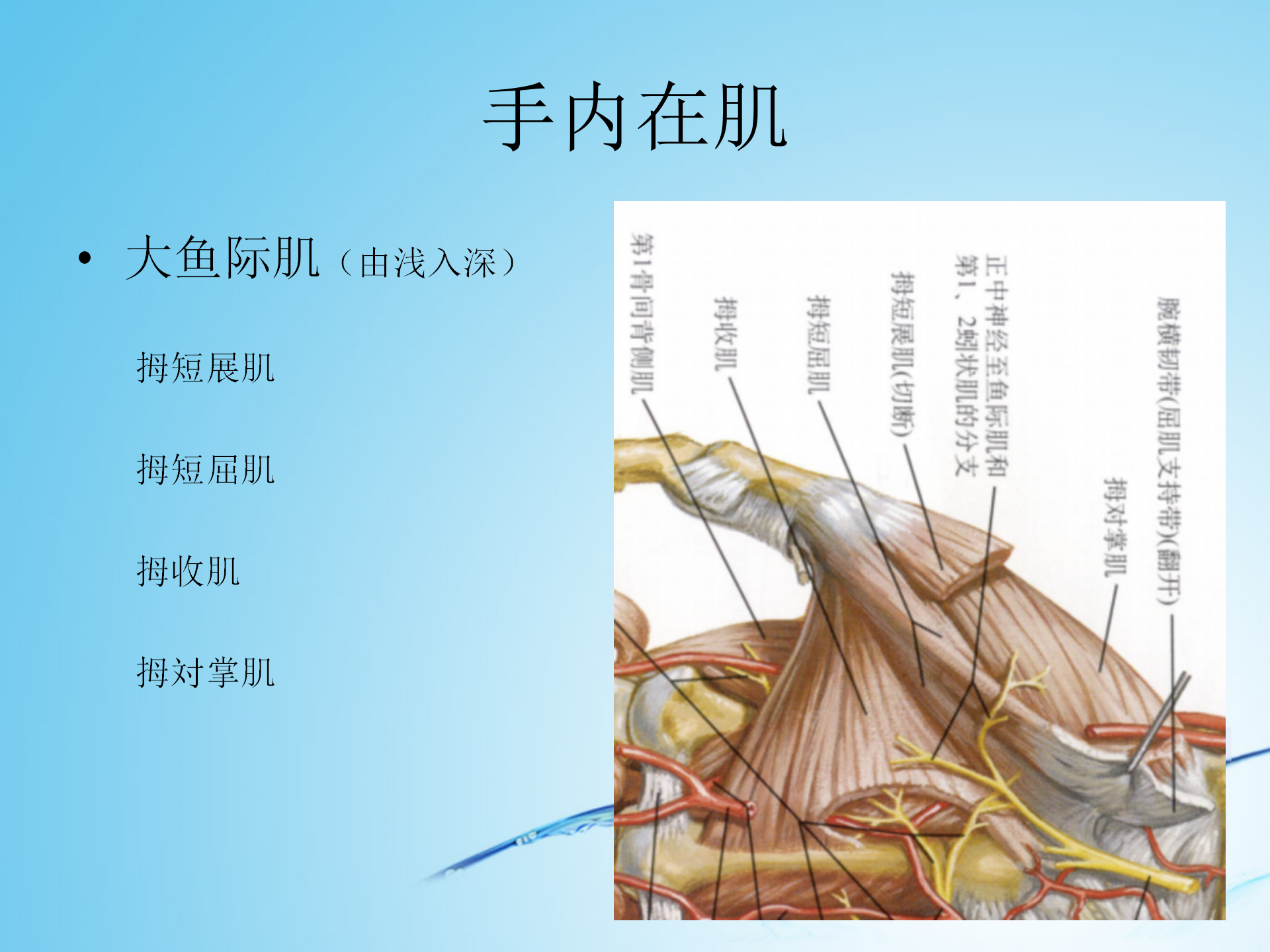 上肢肌肉解剖_26.png