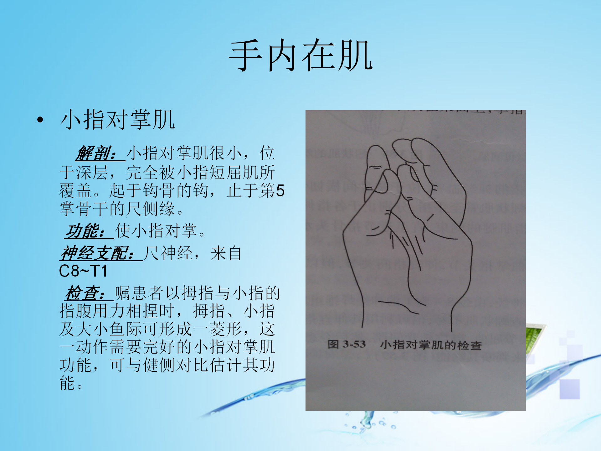 上肢肌肉解剖_35.png