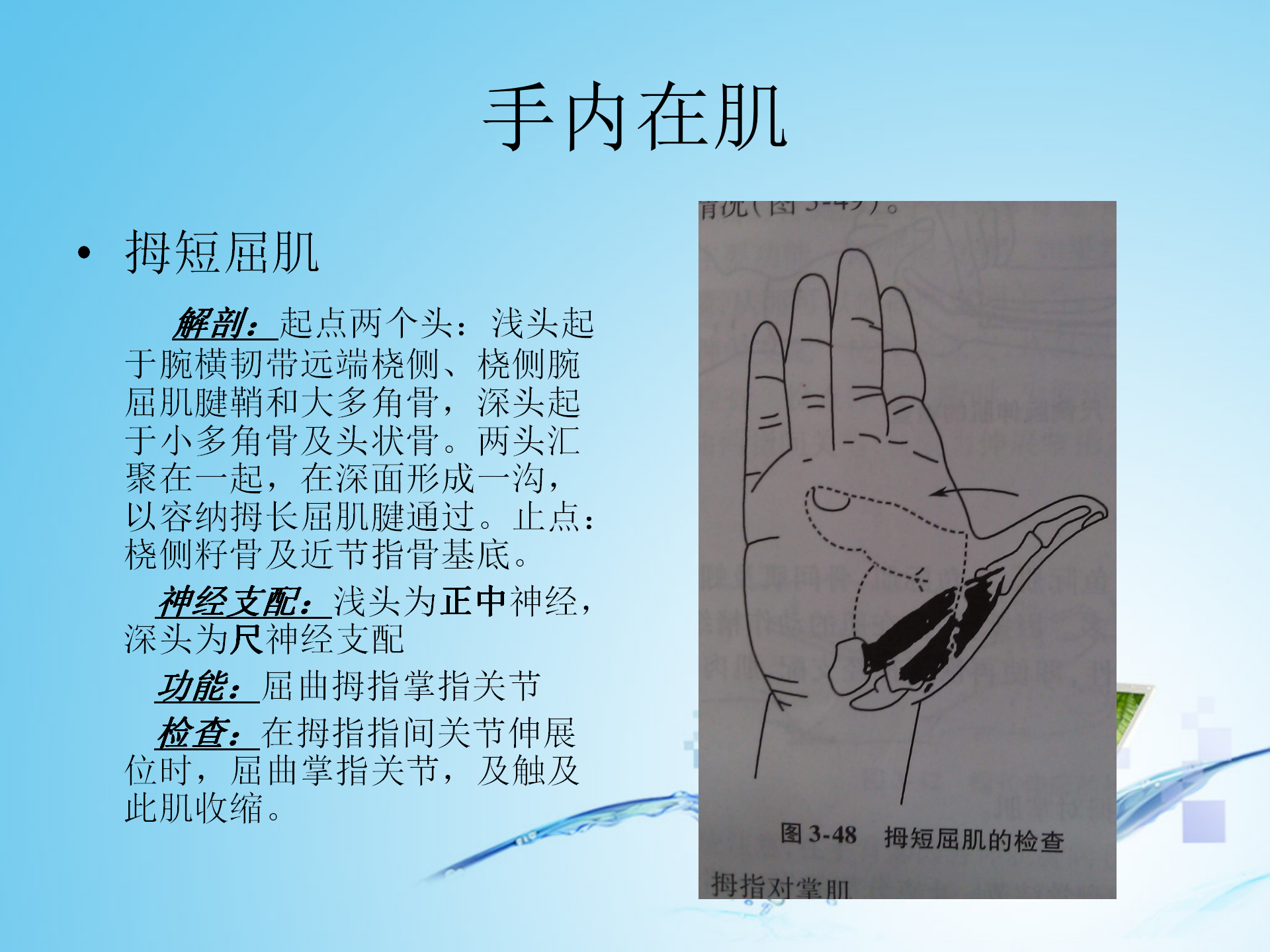 上肢肌肉解剖_28.png