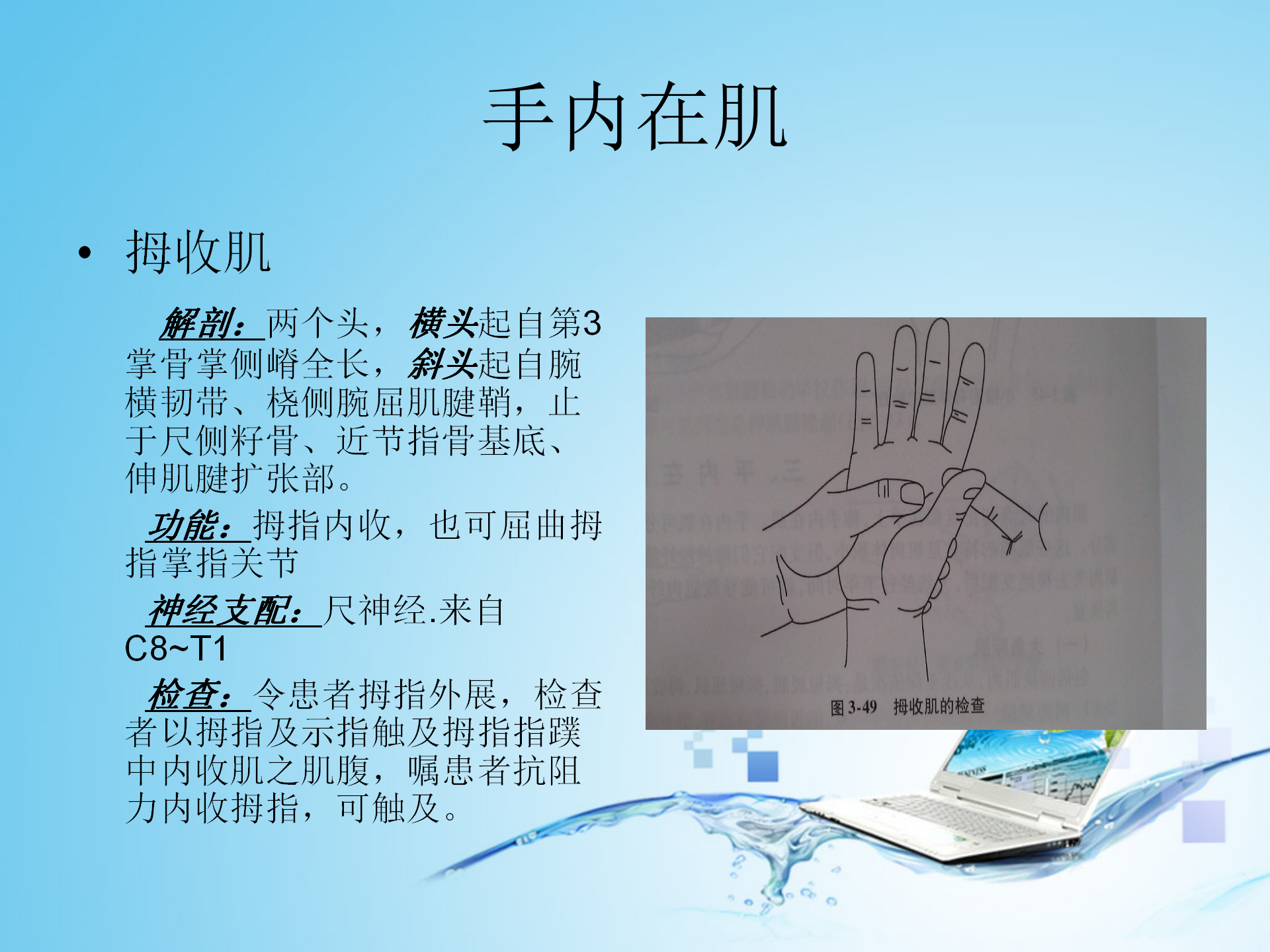 上肢肌肉解剖_29.png