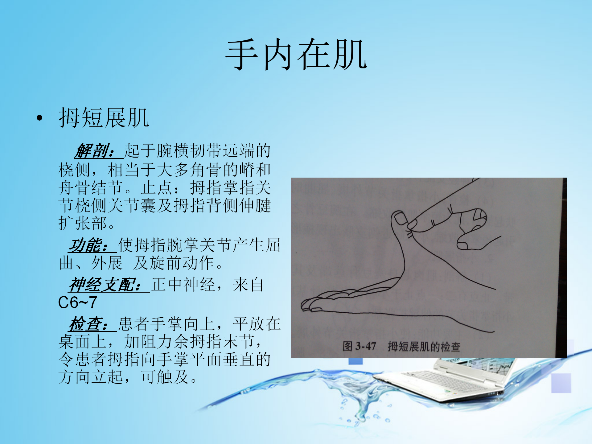 上肢肌肉解剖_27.png