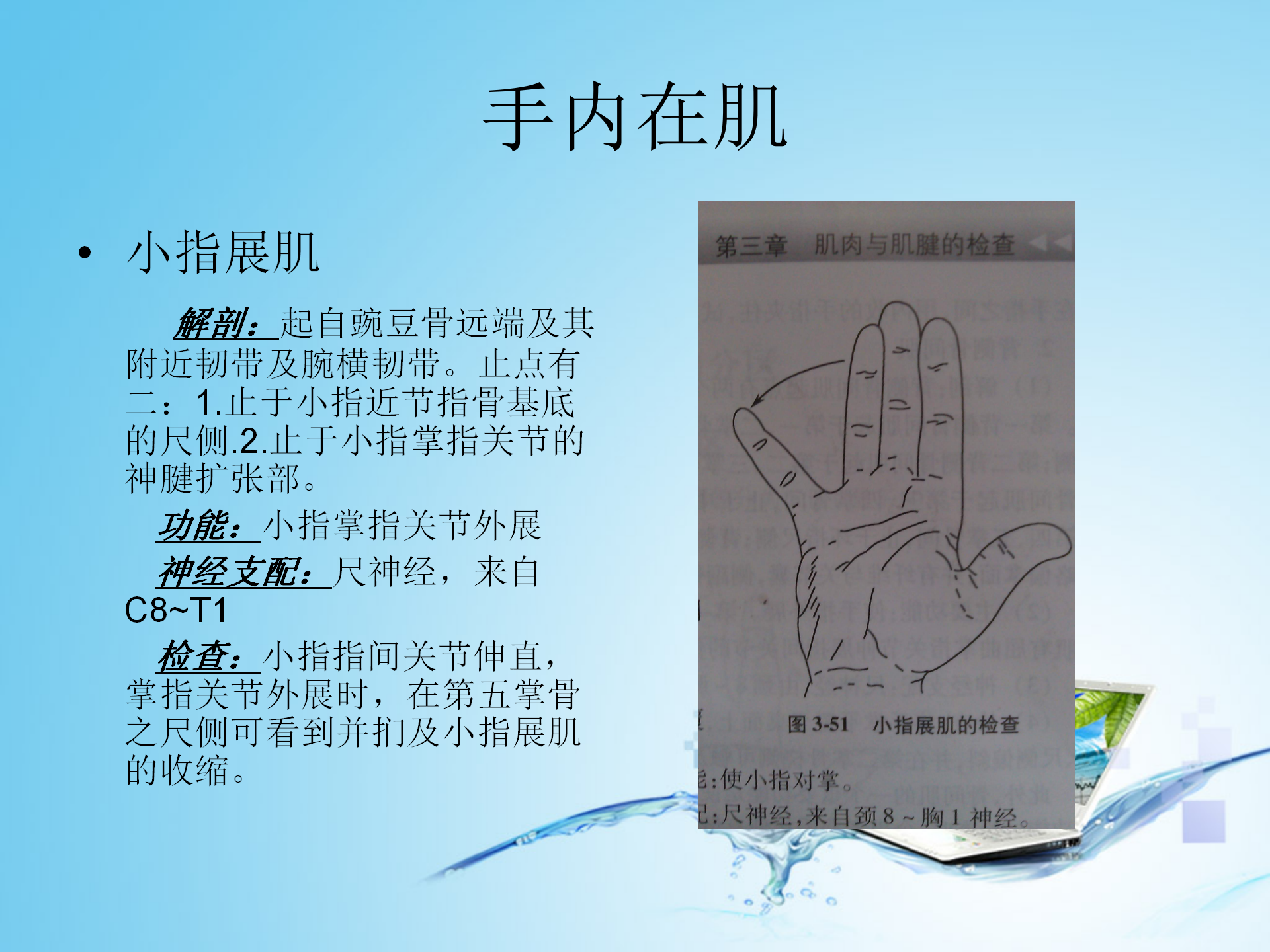 上肢肌肉解剖_33.png