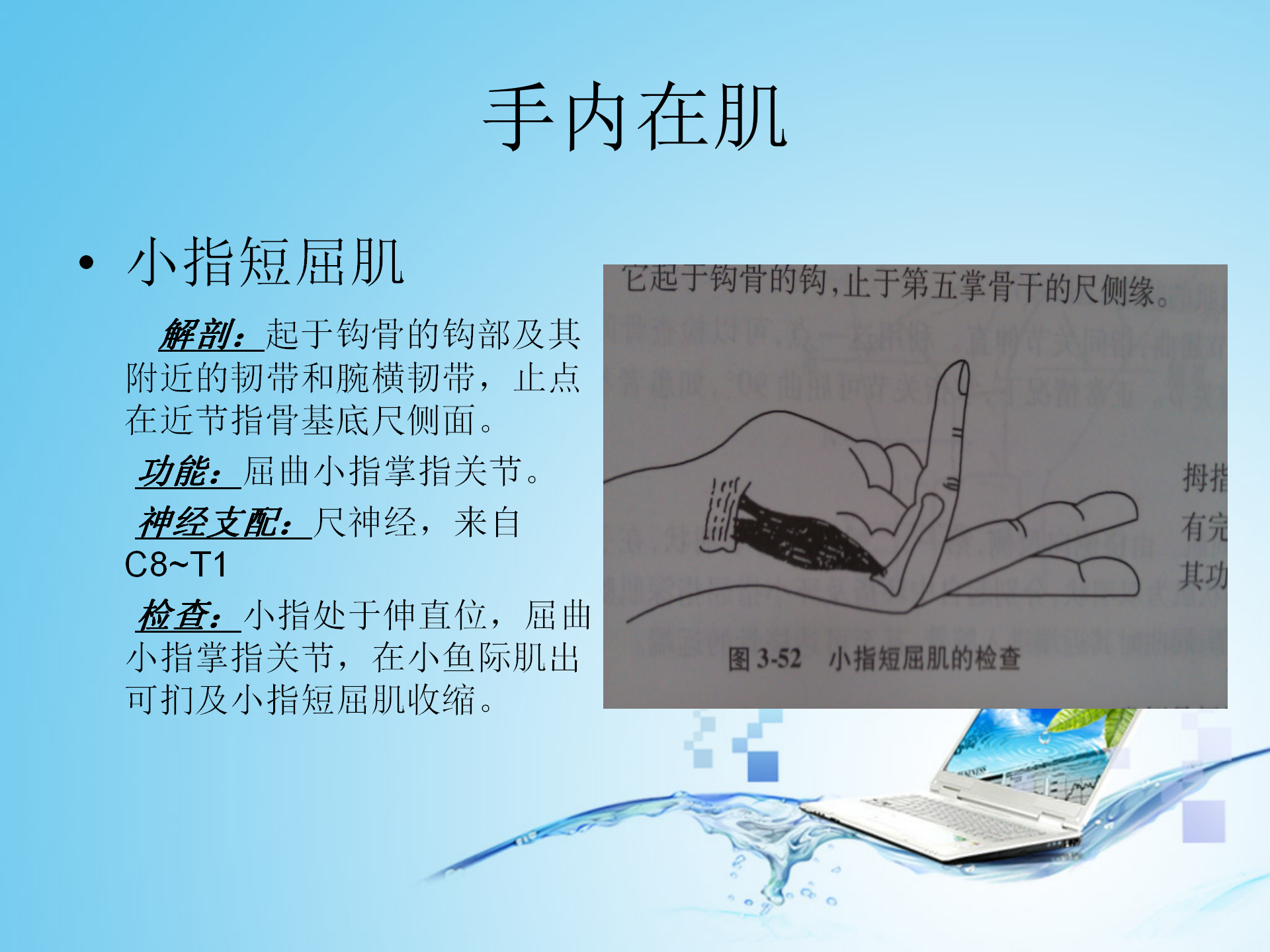 上肢肌肉解剖_34.png