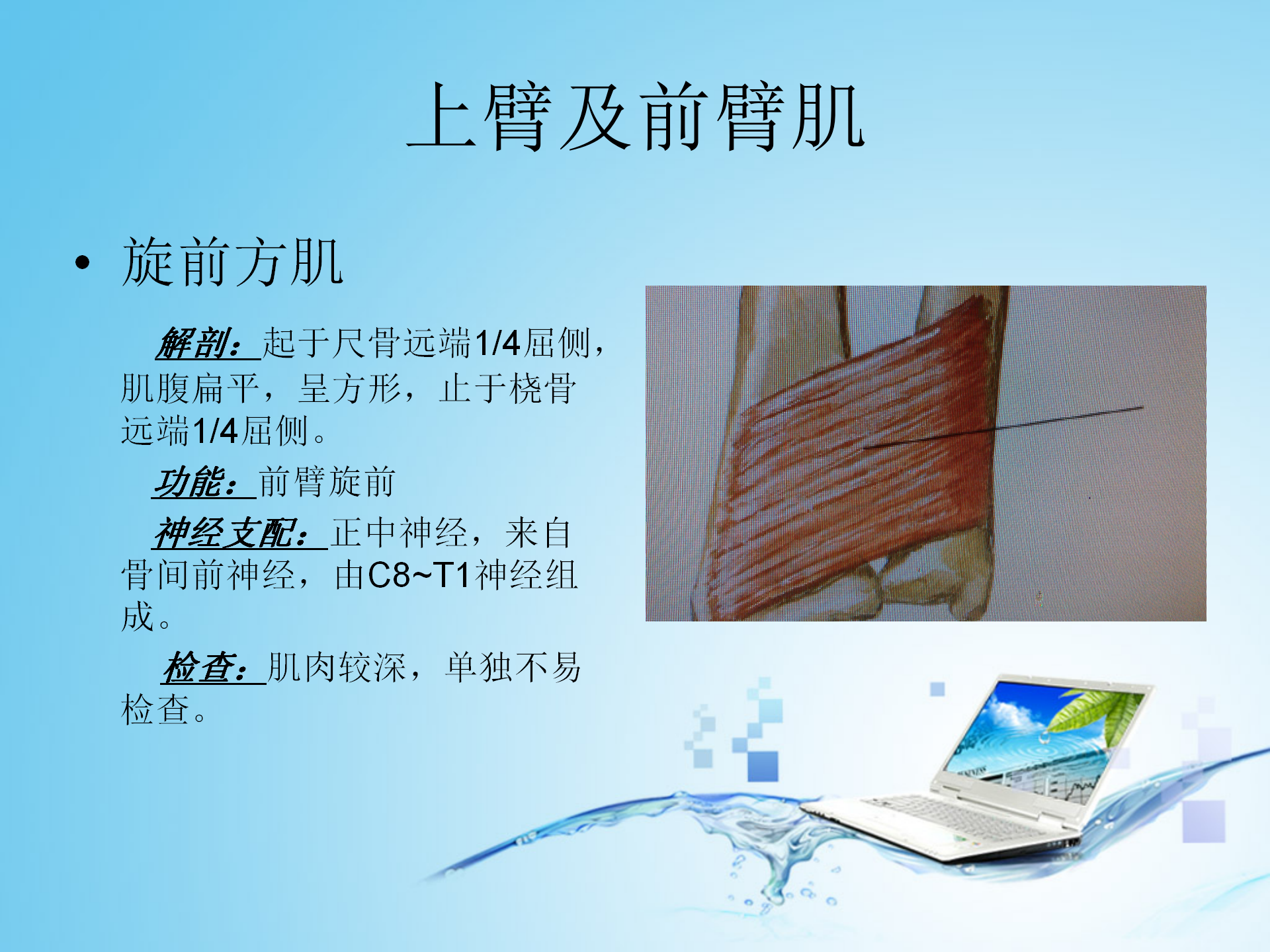 上肢肌肉解剖_06.png