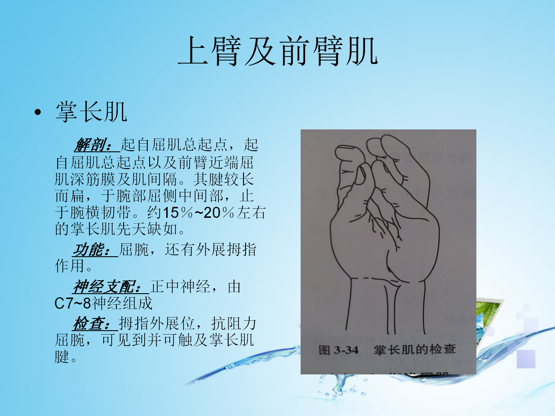 上肢肌肉解剖_09.png