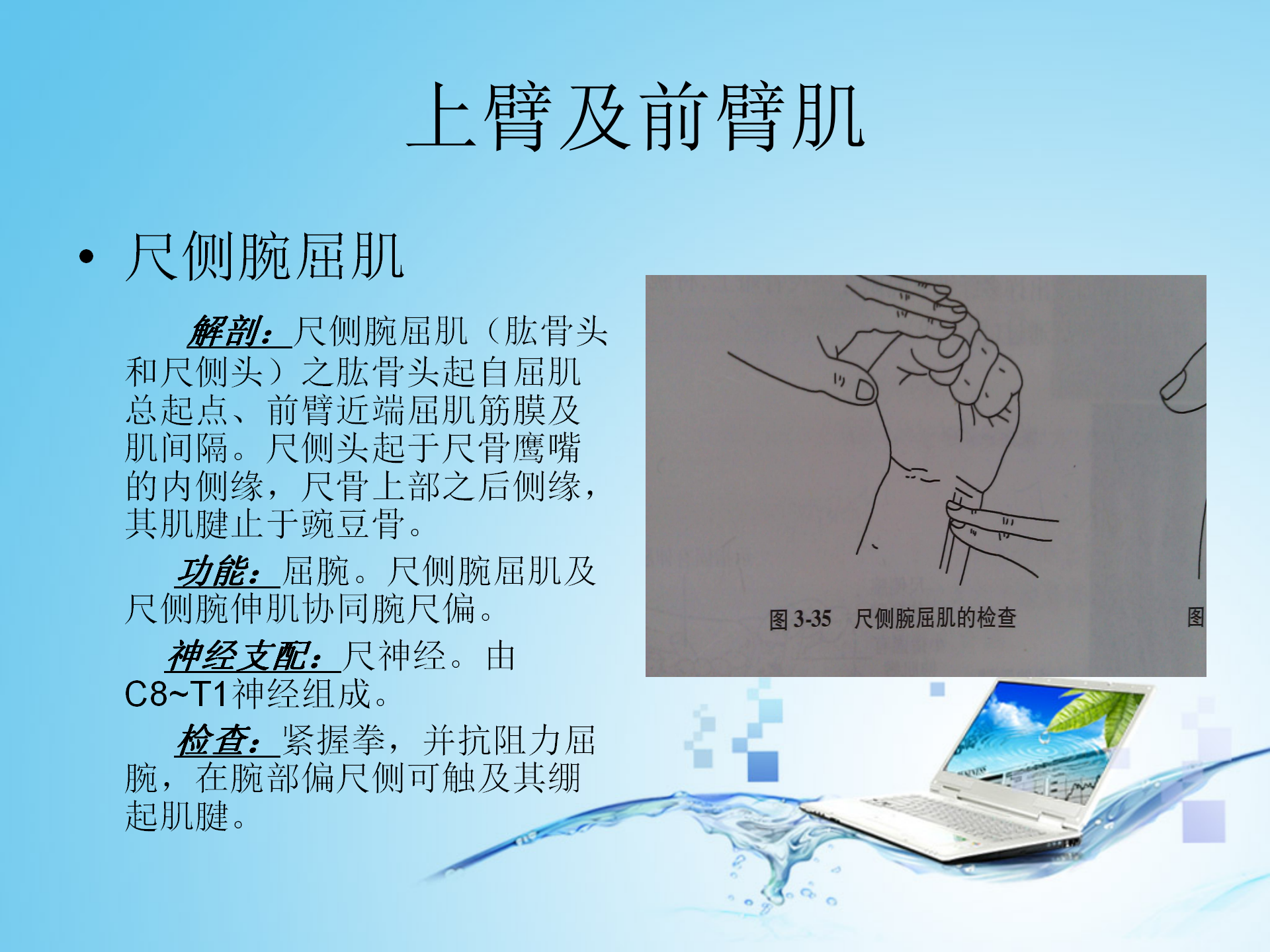 上肢肌肉解剖_10.png