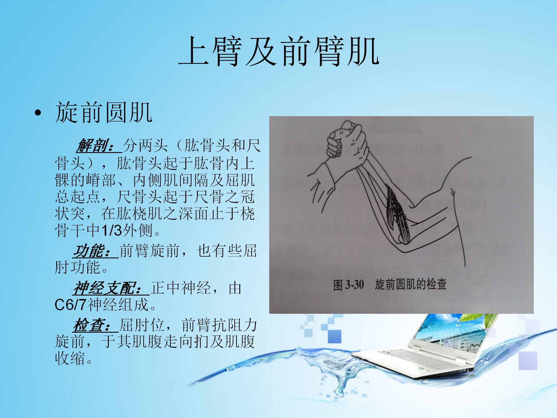 上肢肌肉解剖_05.png