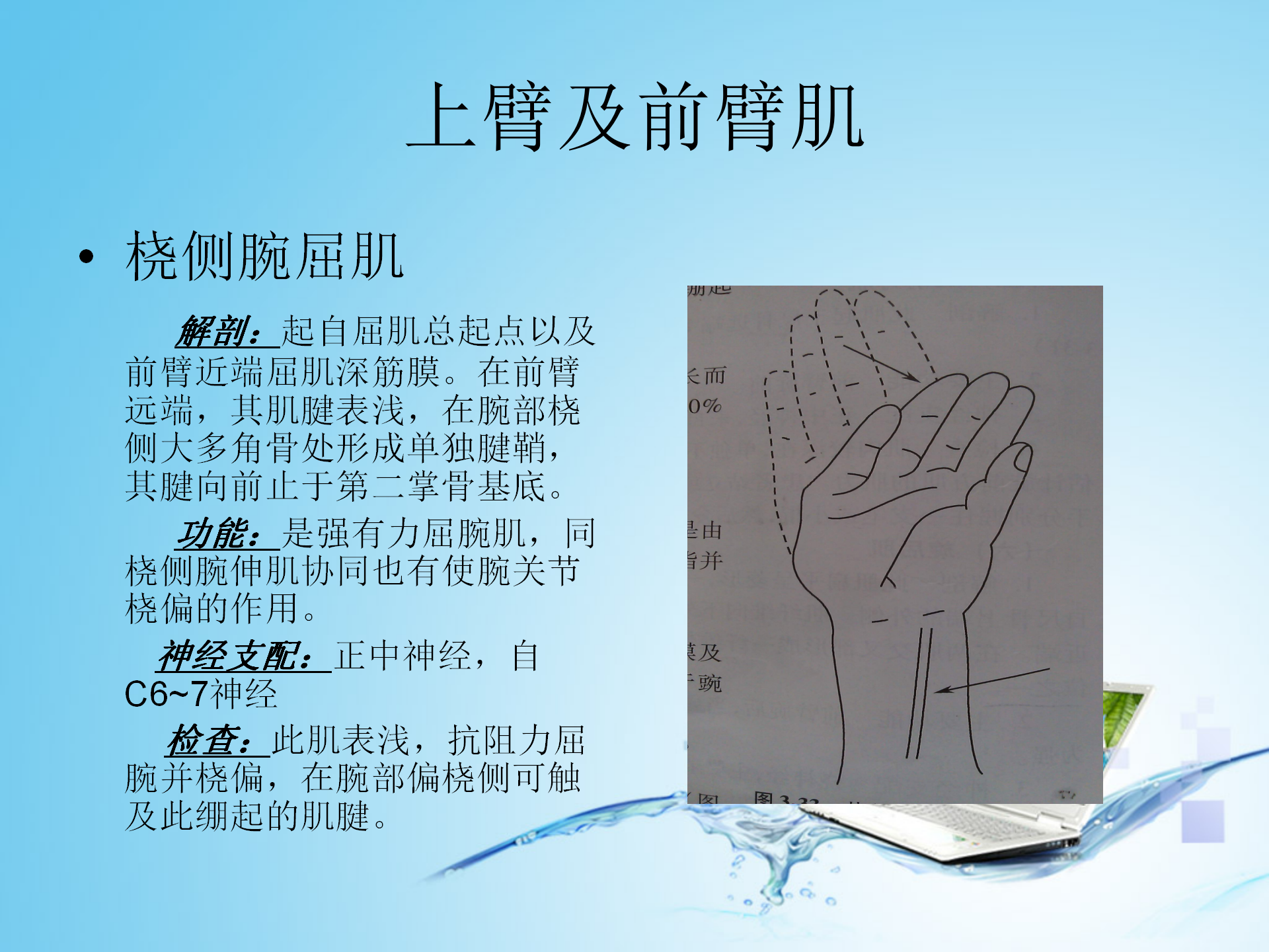 上肢肌肉解剖_08.png
