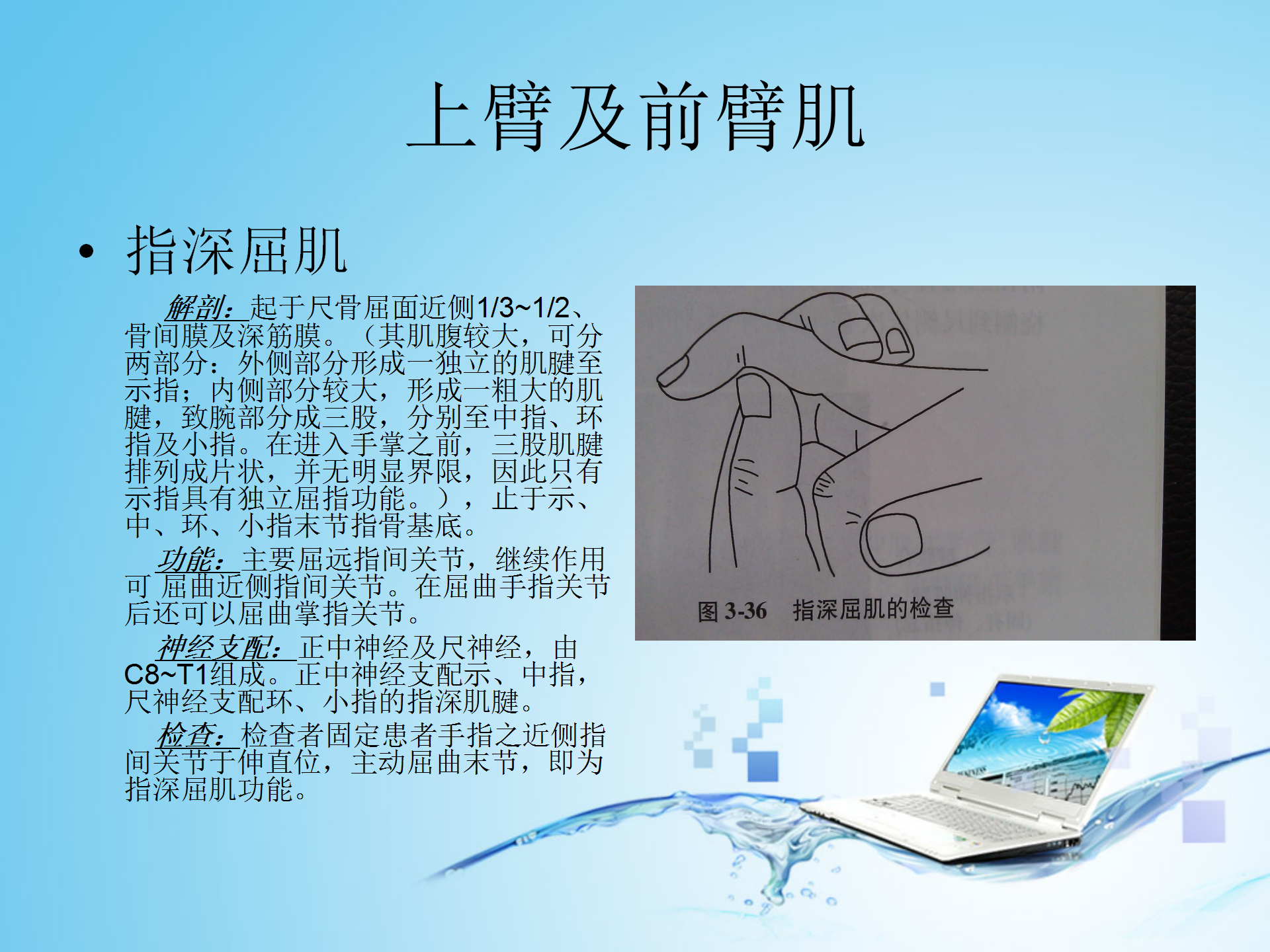 上肢肌肉解剖_11.png