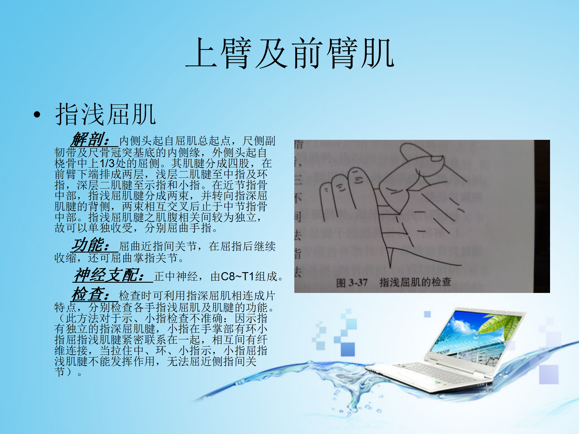 上肢肌肉解剖_12.png