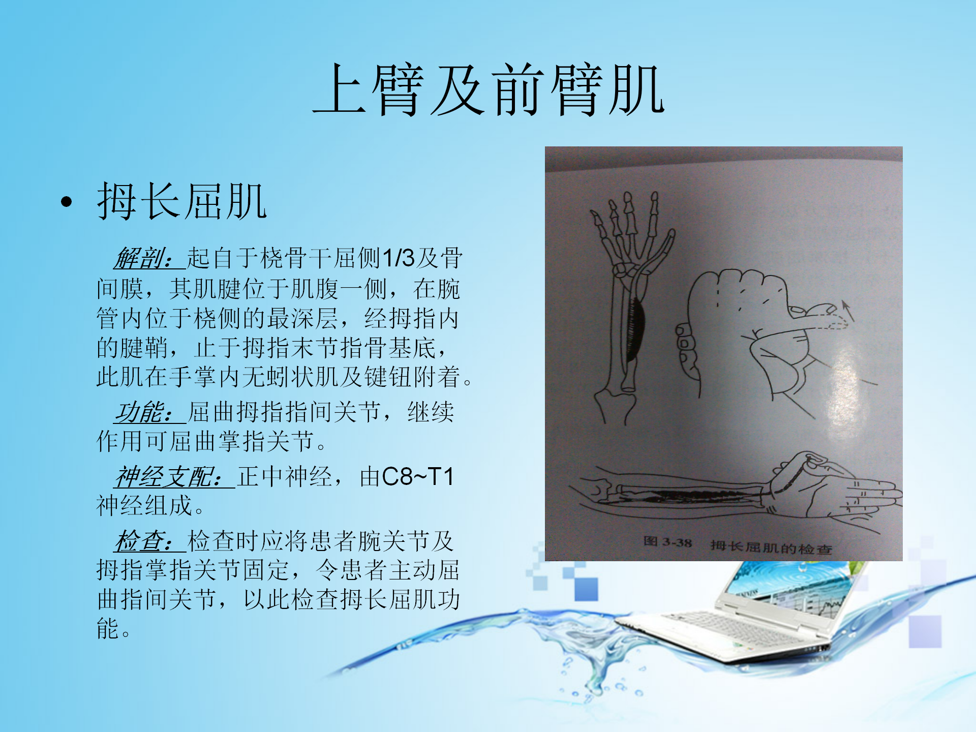 上肢肌肉解剖_13.png