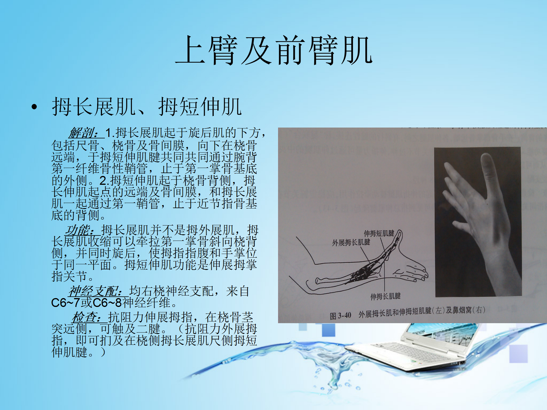 上肢肌肉解剖_14.png