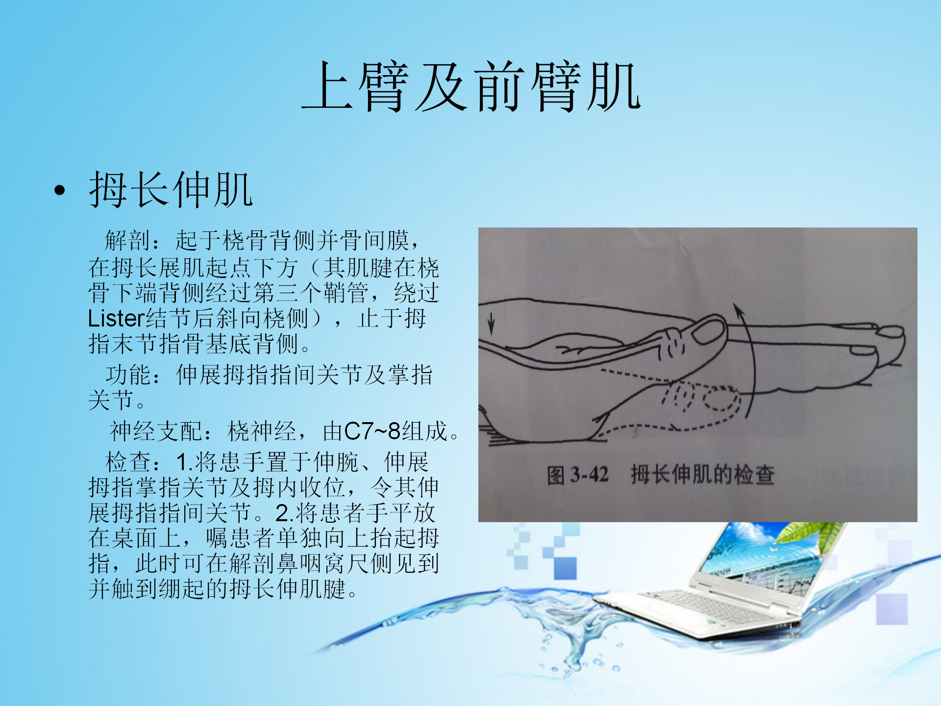 上肢肌肉解剖_16.png