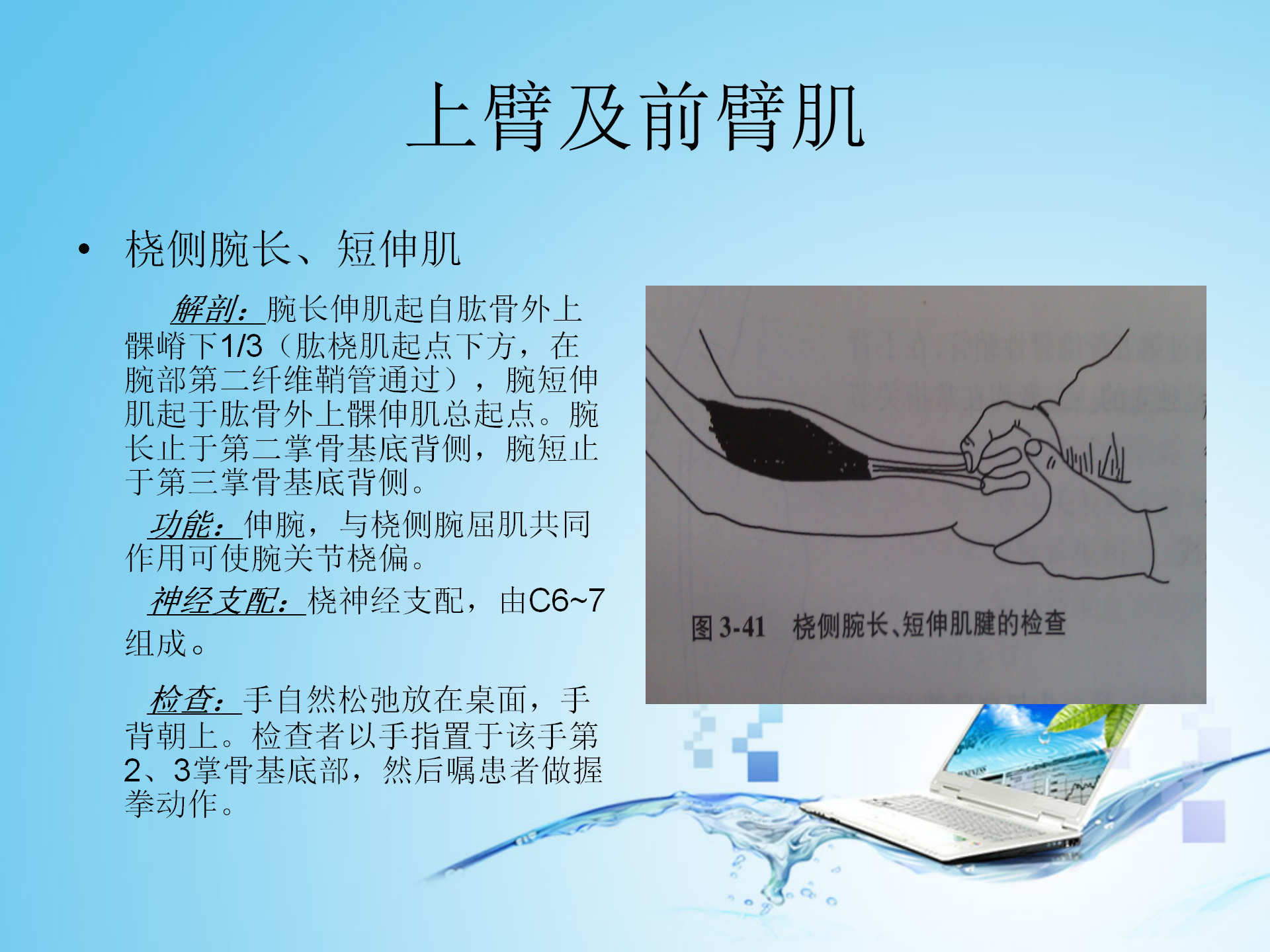 上肢肌肉解剖_15.png