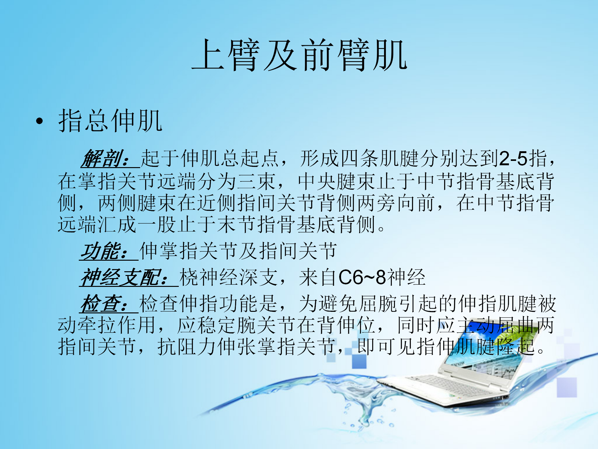 上肢肌肉解剖_18.png