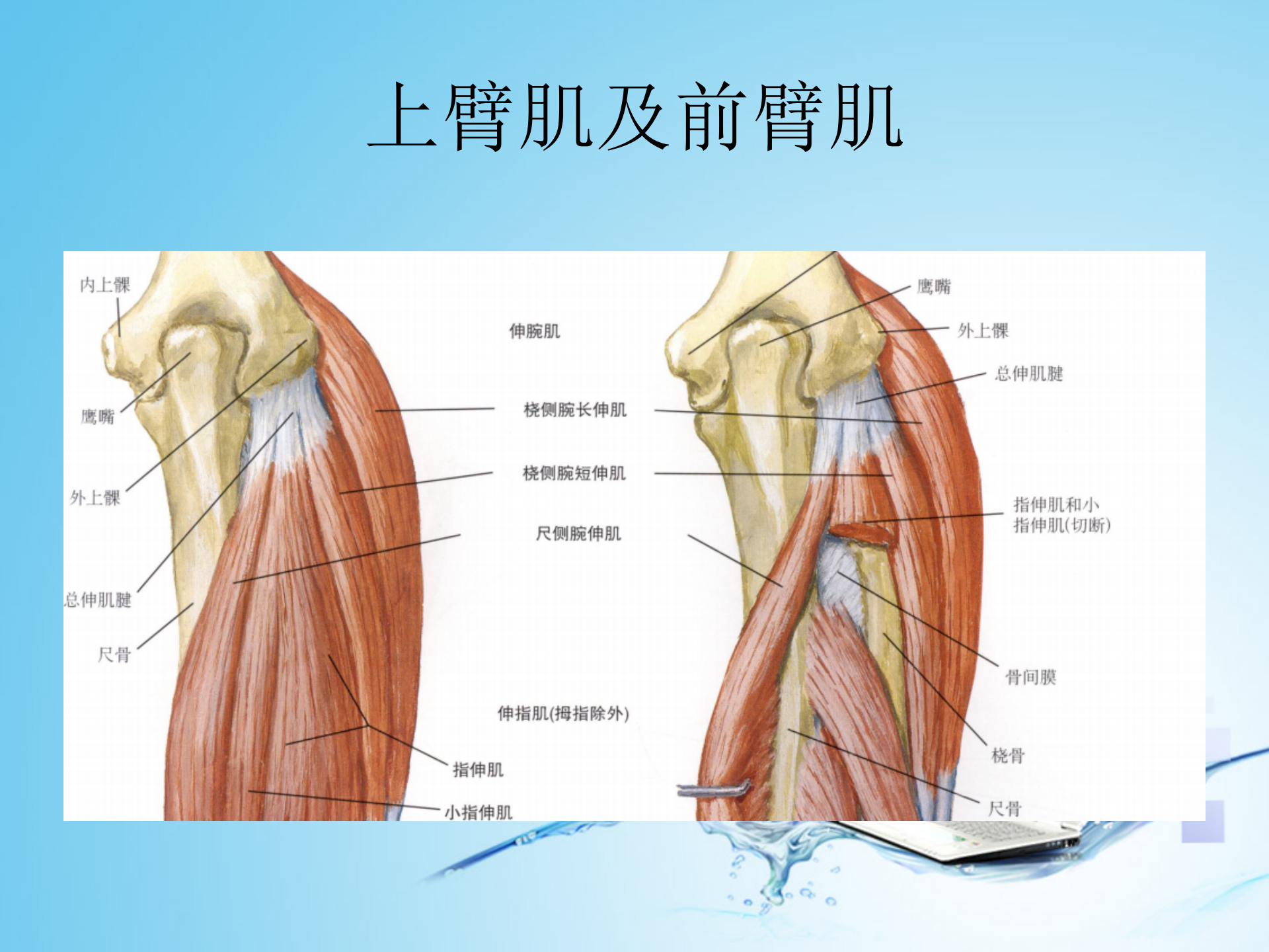 上肢肌肉解剖_19.png