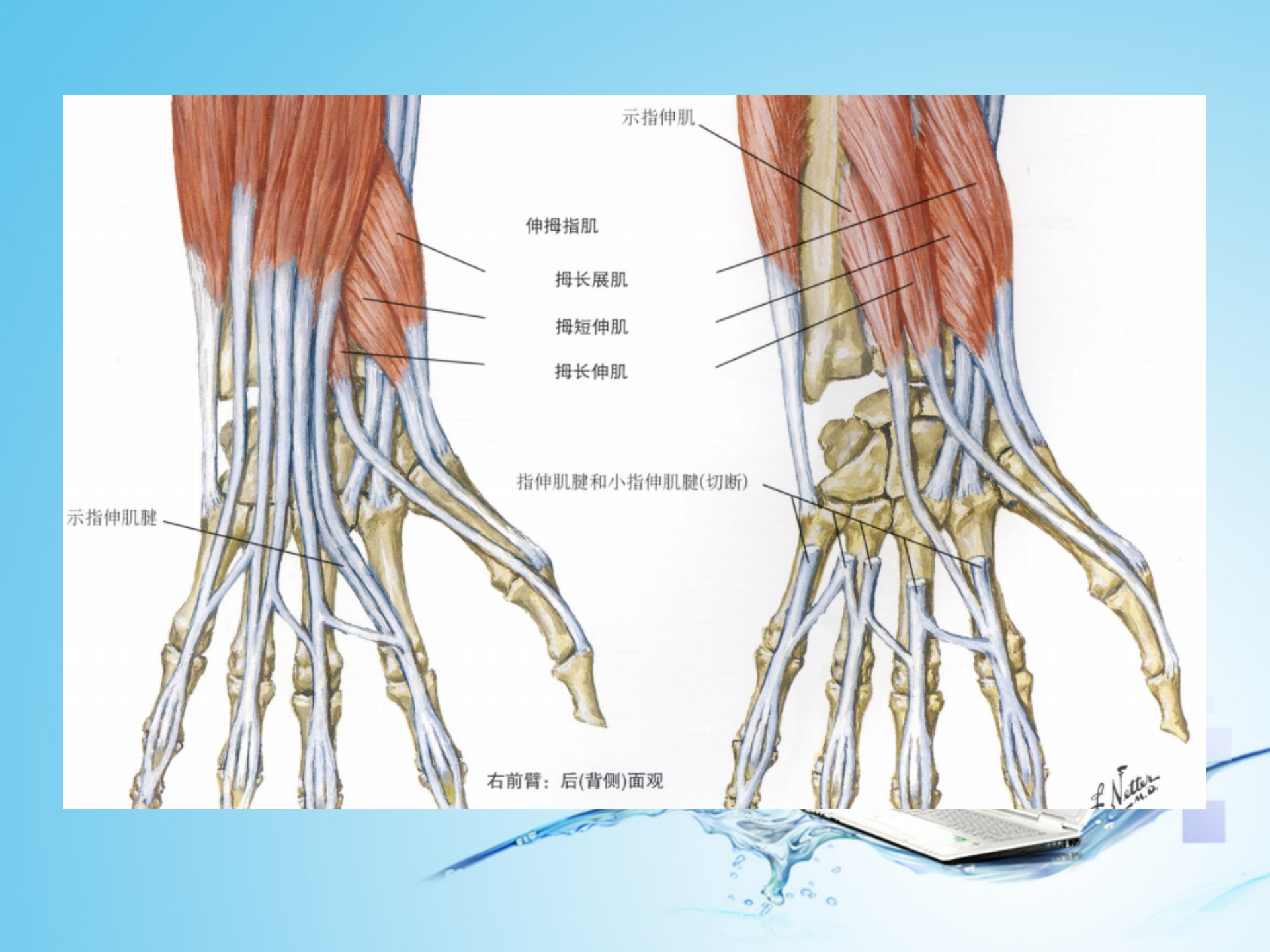 上肢肌肉解剖_20.png
