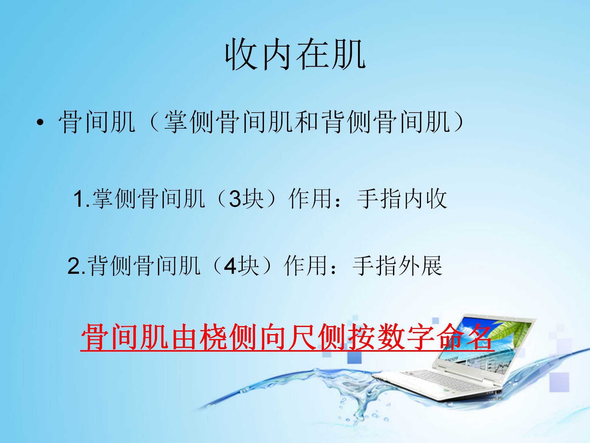 上肢肌肉解剖_36.png