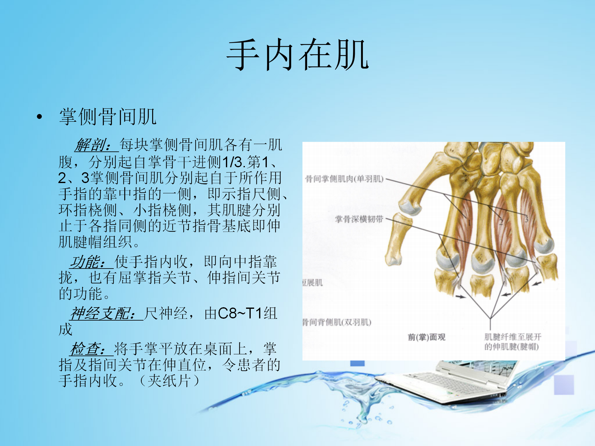 上肢肌肉解剖_37.png