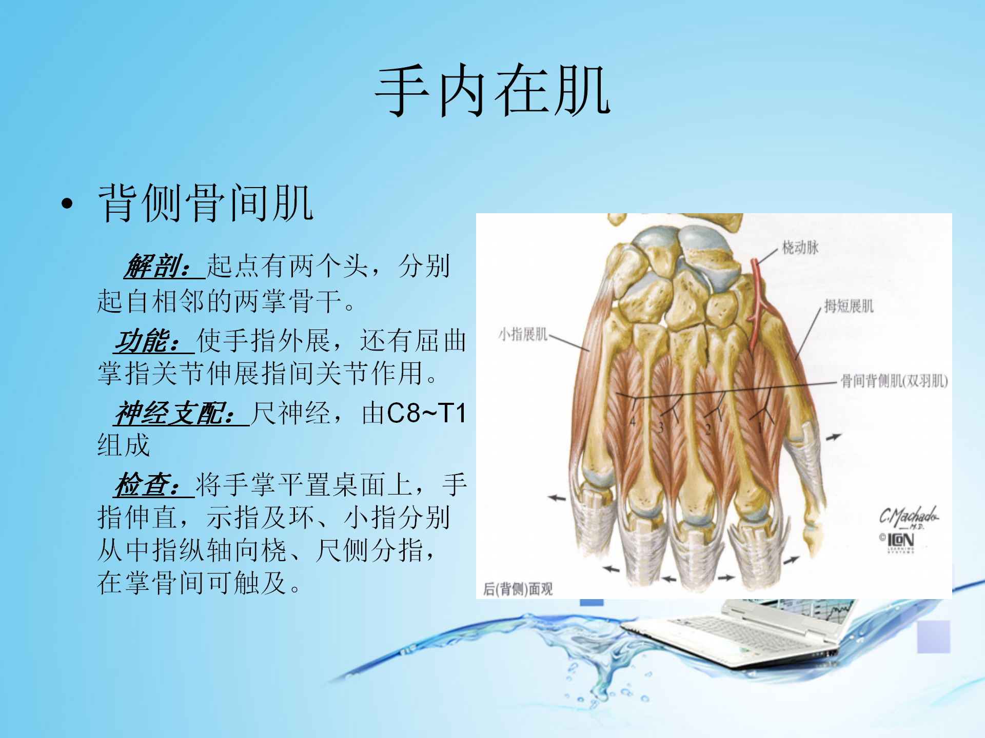 上肢肌肉解剖_38.png