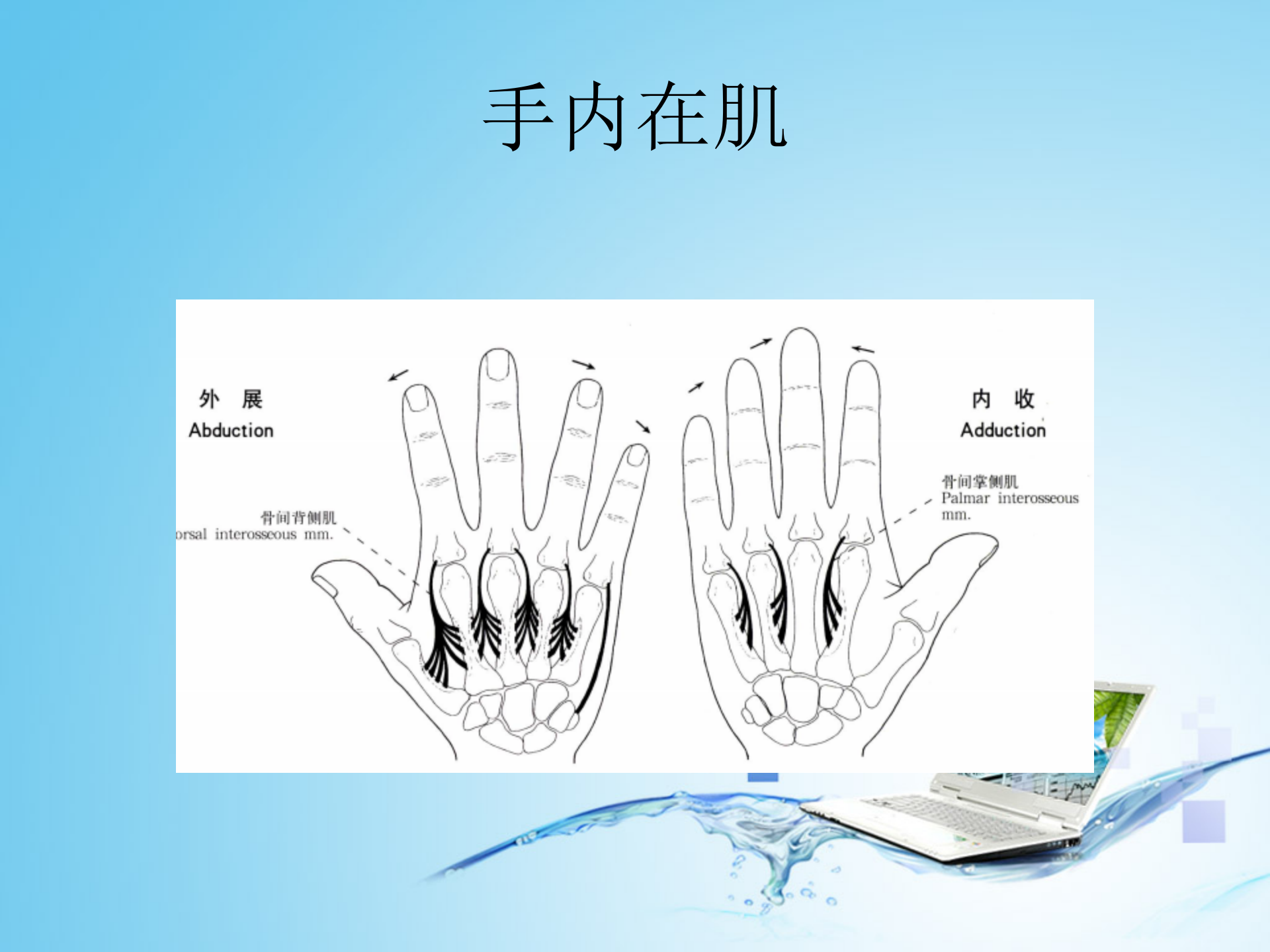上肢肌肉解剖_39.png