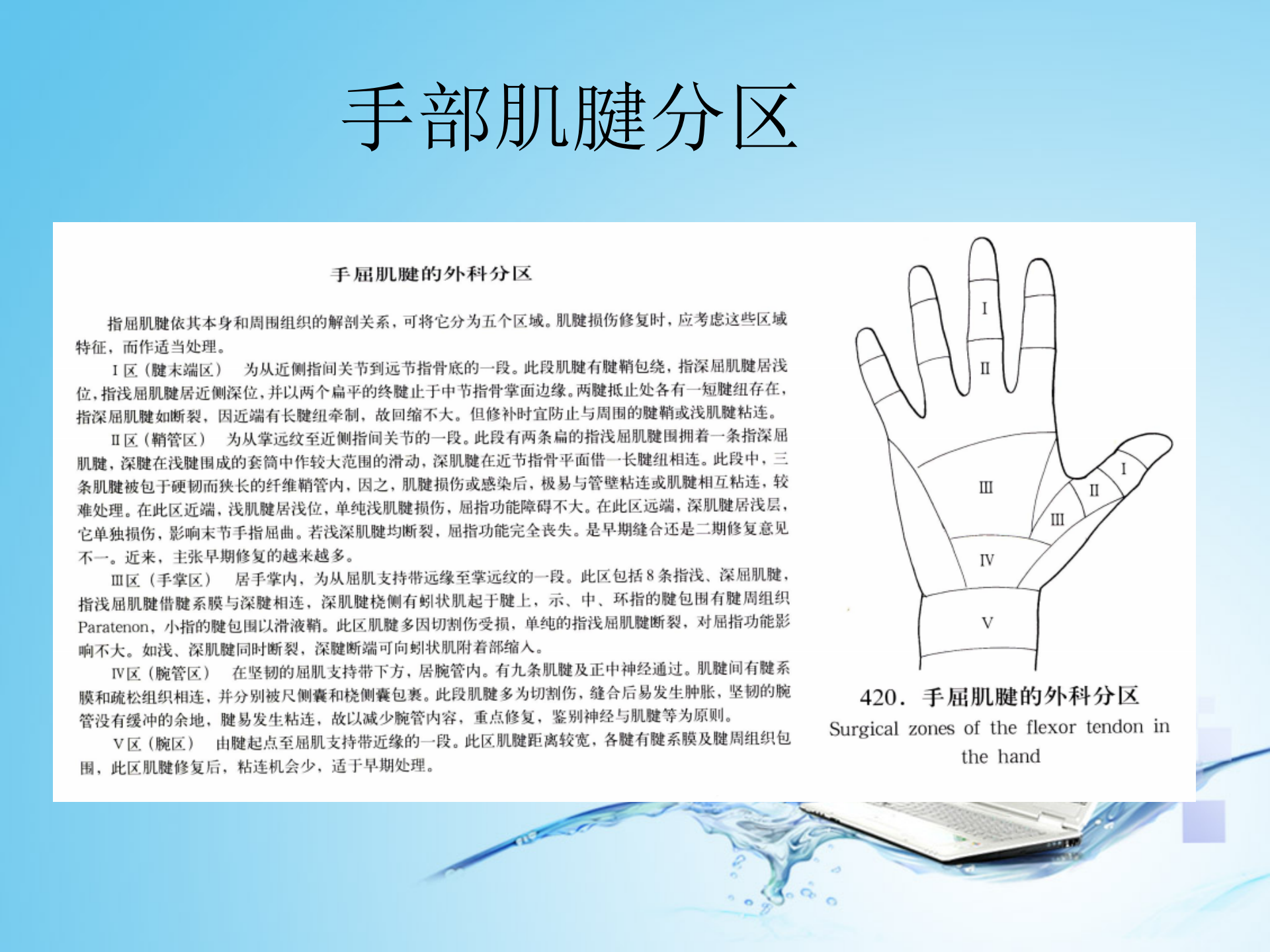 上肢肌肉解剖_42.png