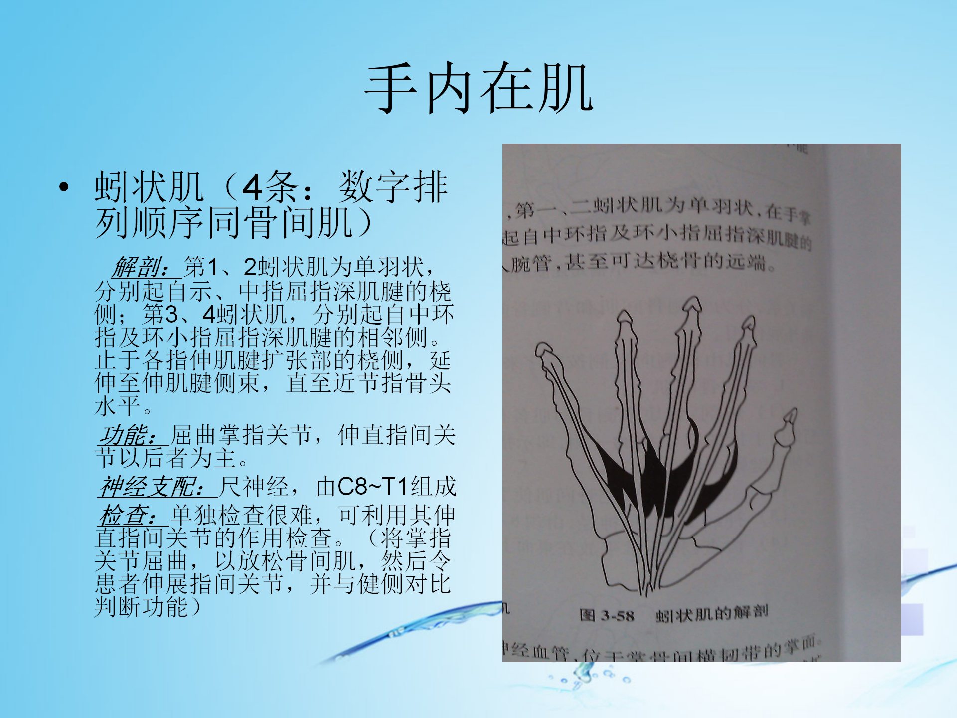 上肢肌肉解剖_41.png
