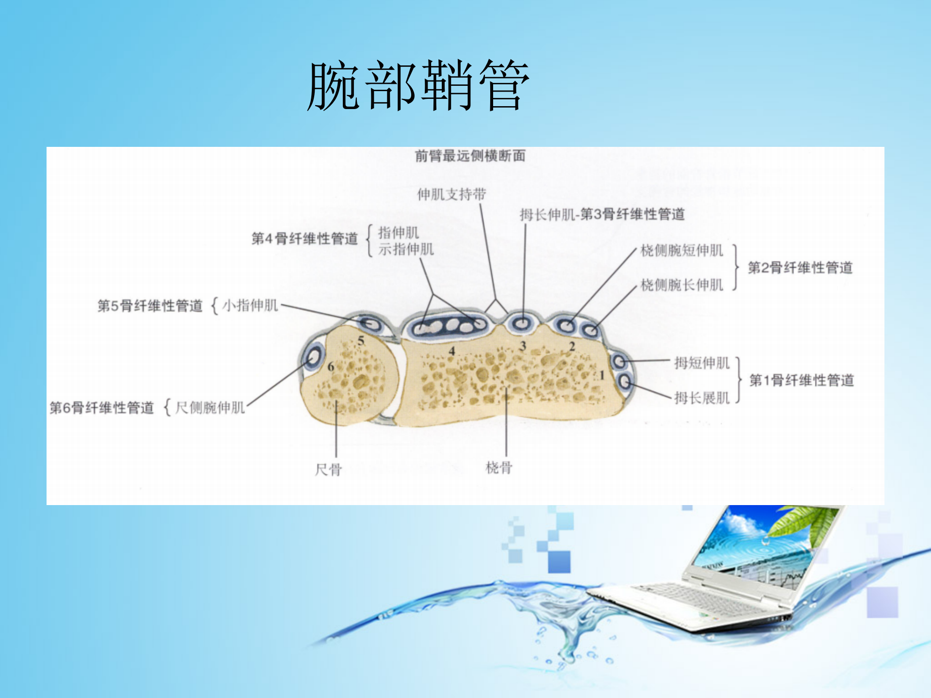 上肢肌肉解剖_44.png