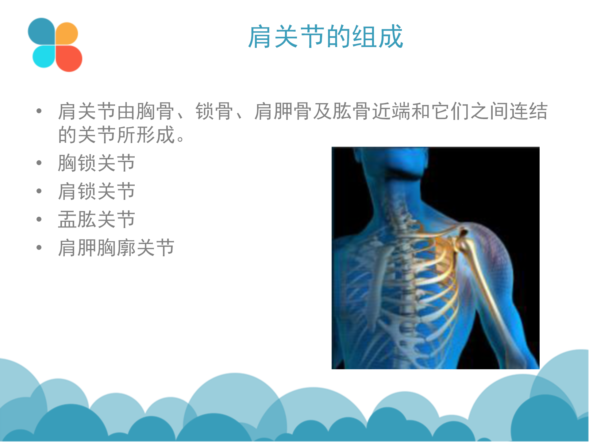 肩袖解剖LY_02.png