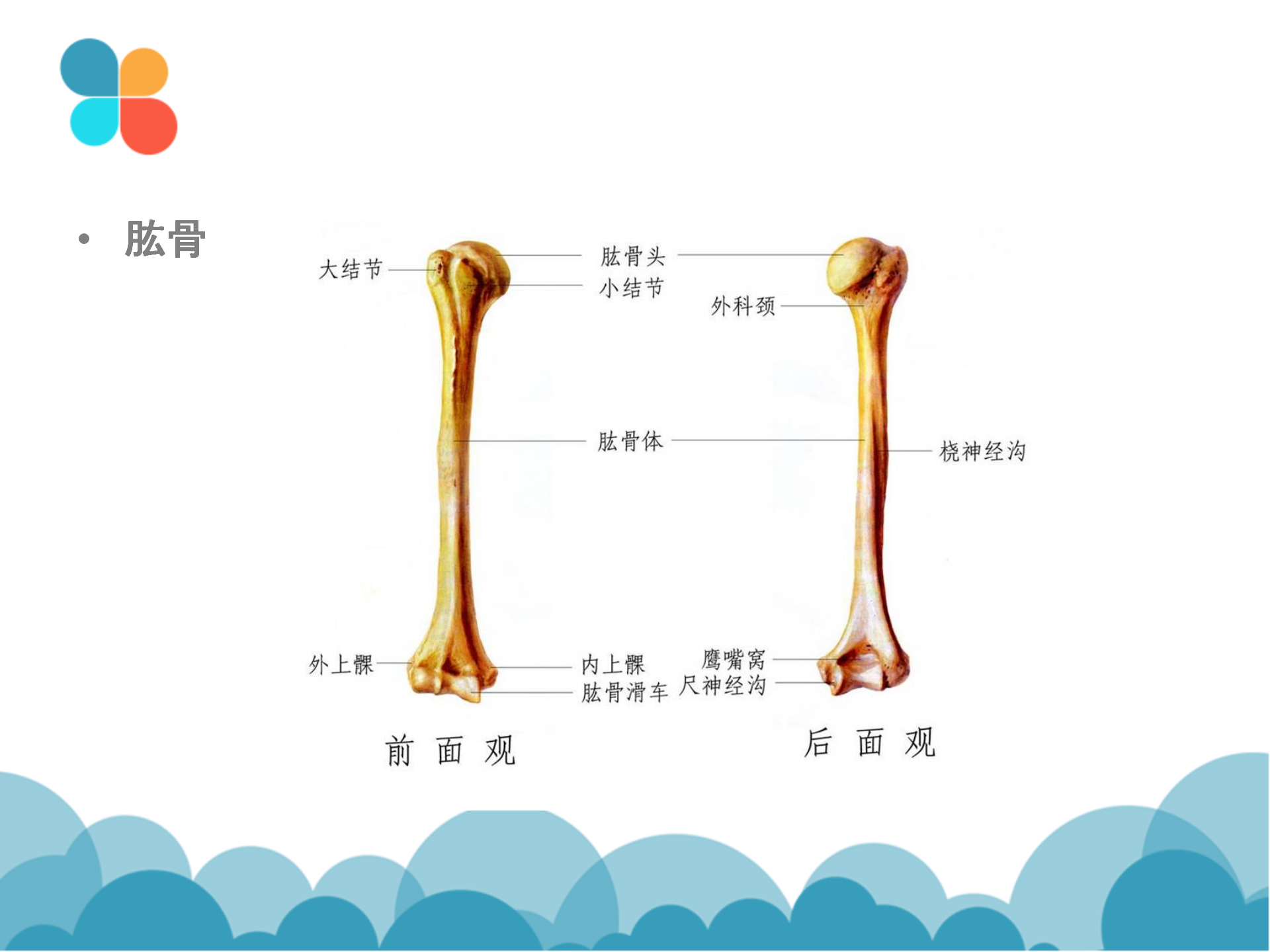 肩袖解剖LY_05.png