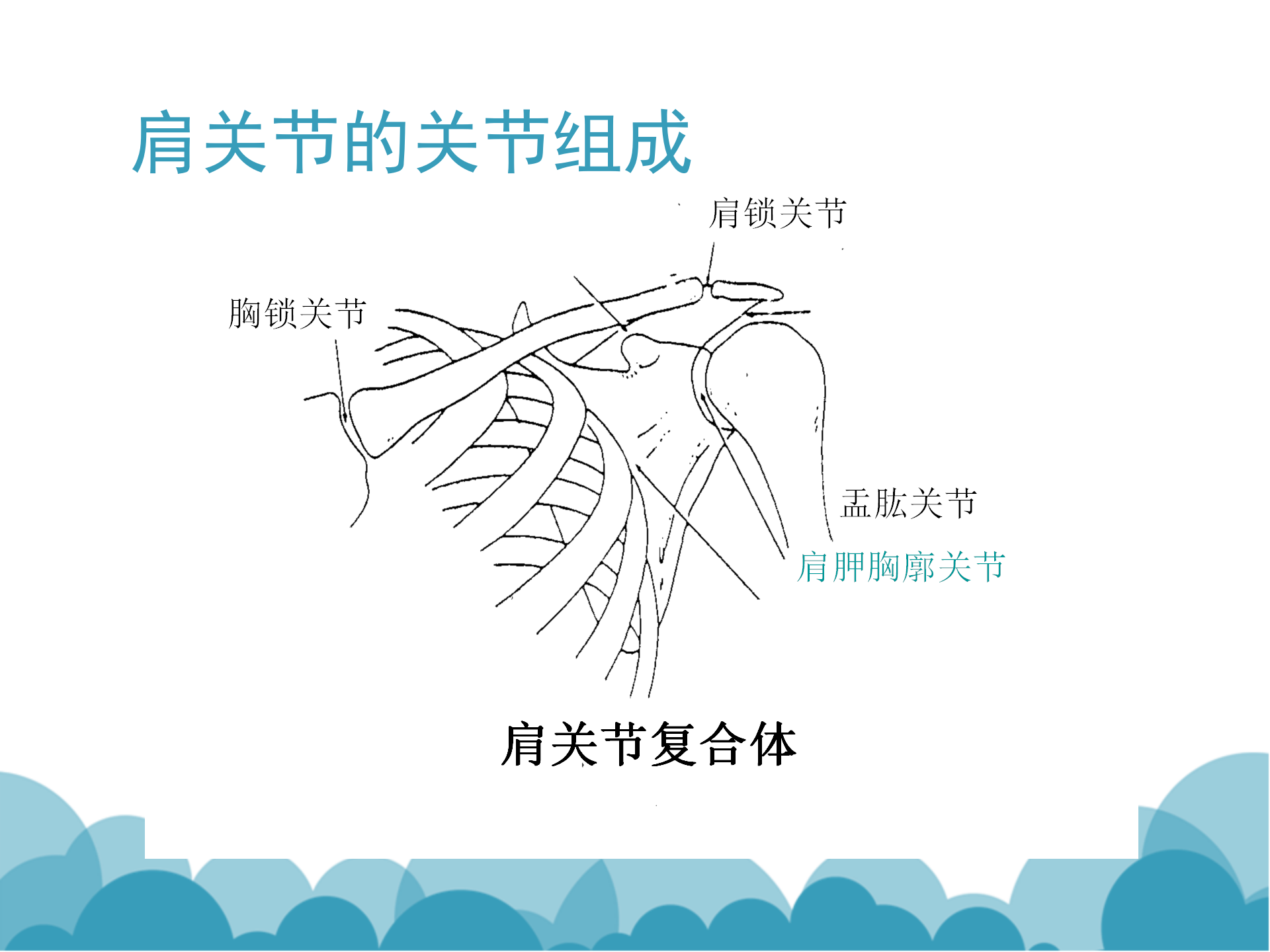 肩袖解剖LY_06.png