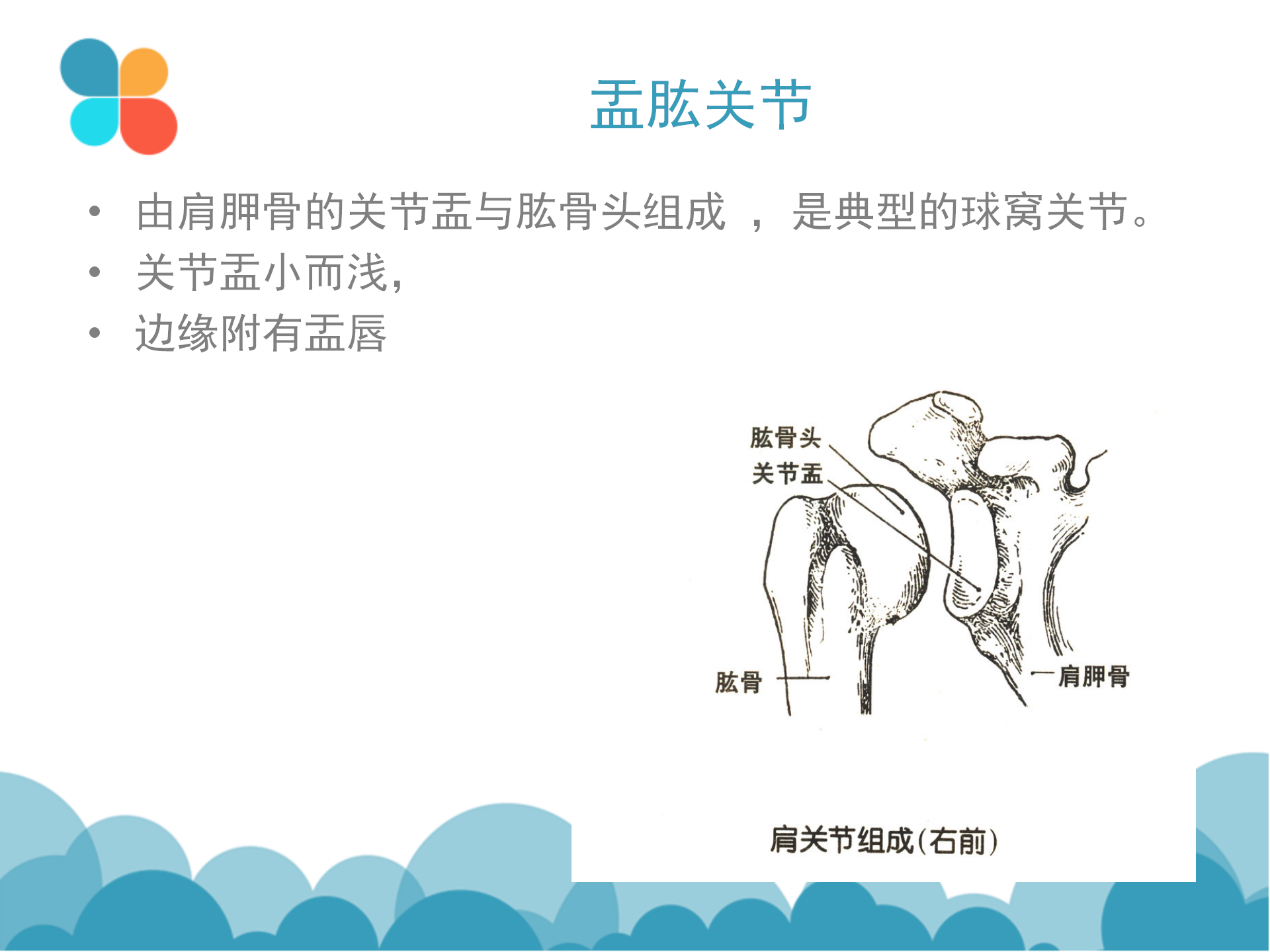肩袖解剖LY_07.png