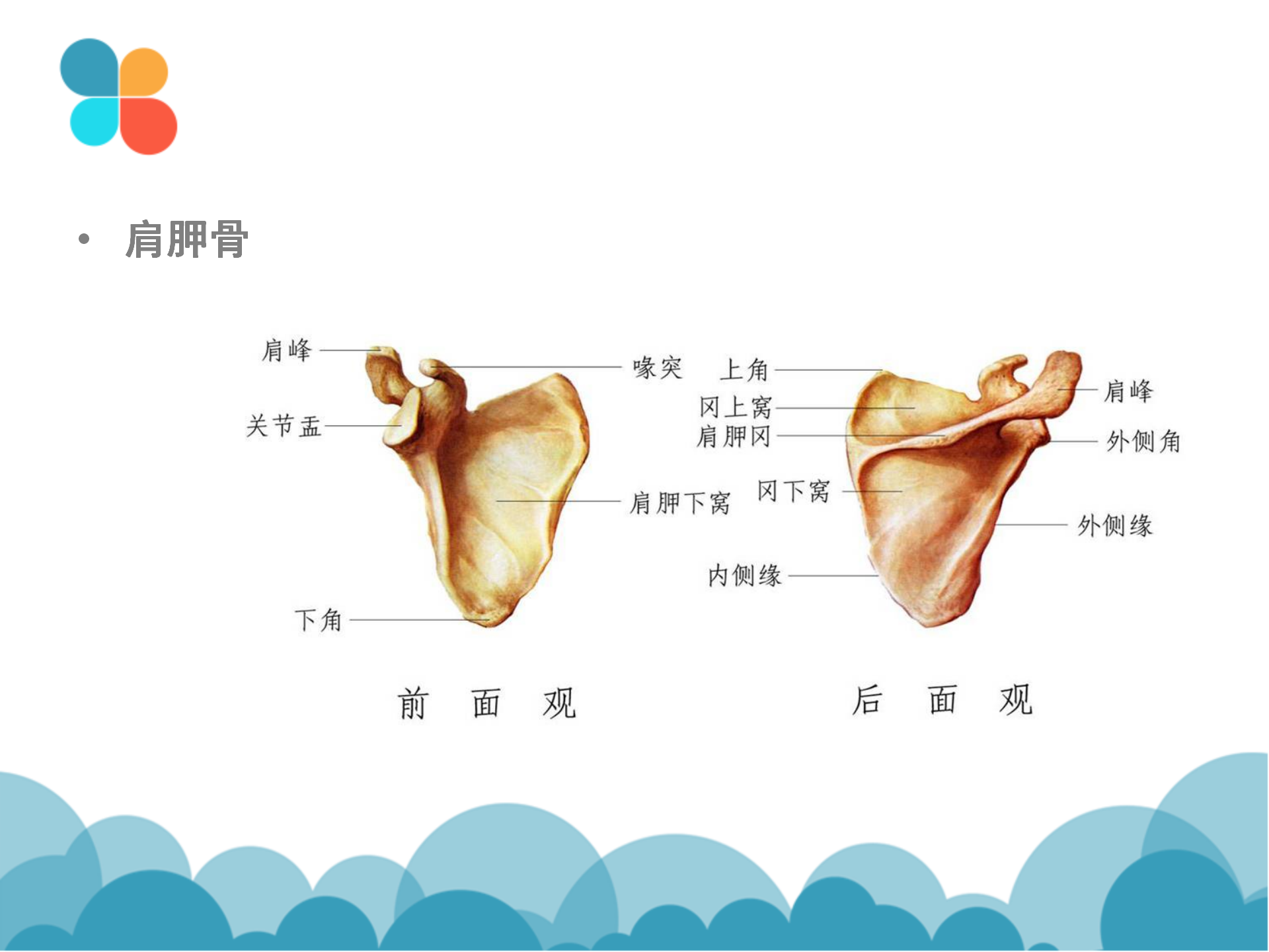 肩袖解剖LY_04.png