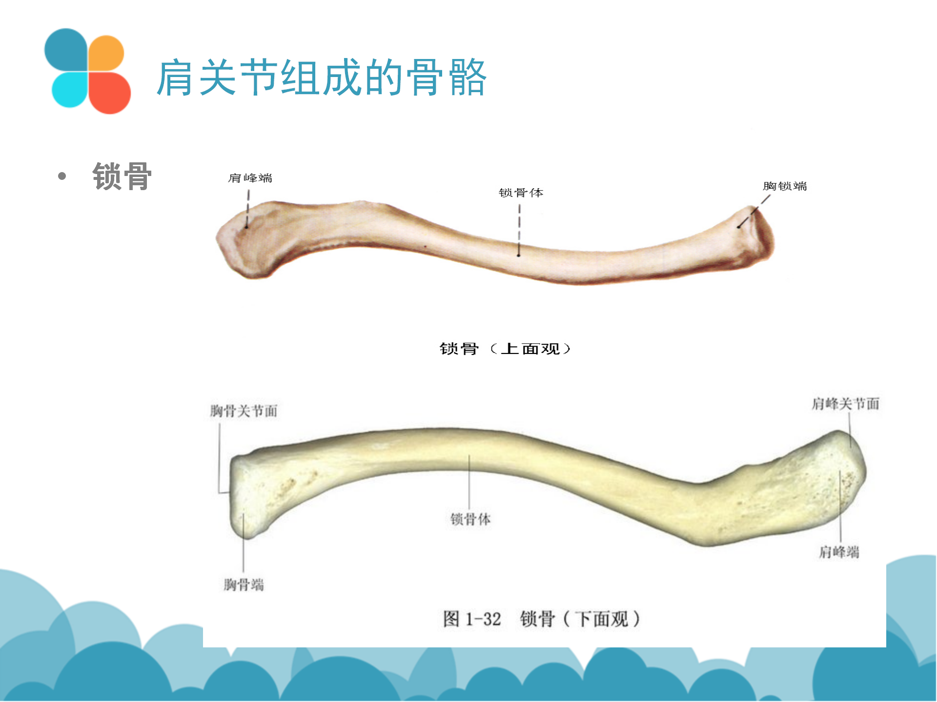 肩袖解剖LY_03.png