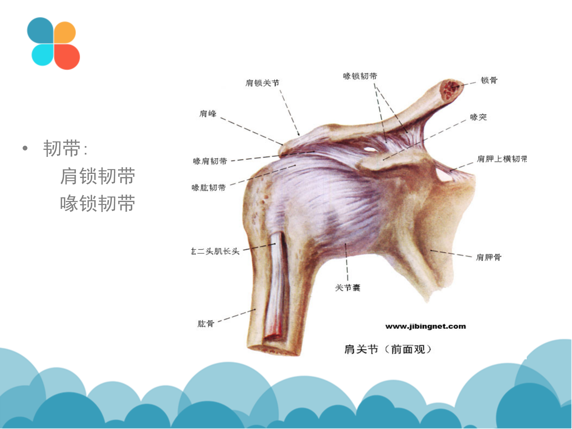 肩袖解剖LY_11.png