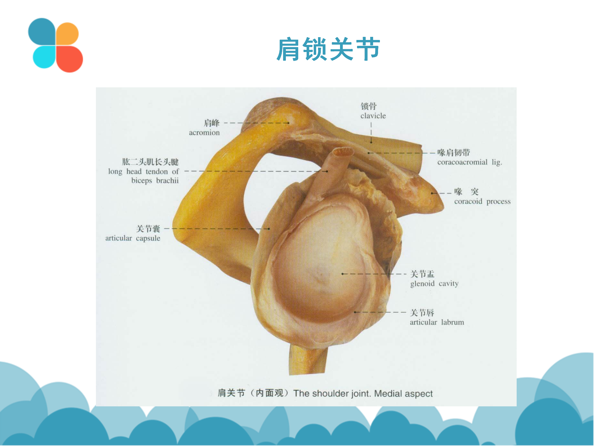 肩袖解剖LY_10.png
