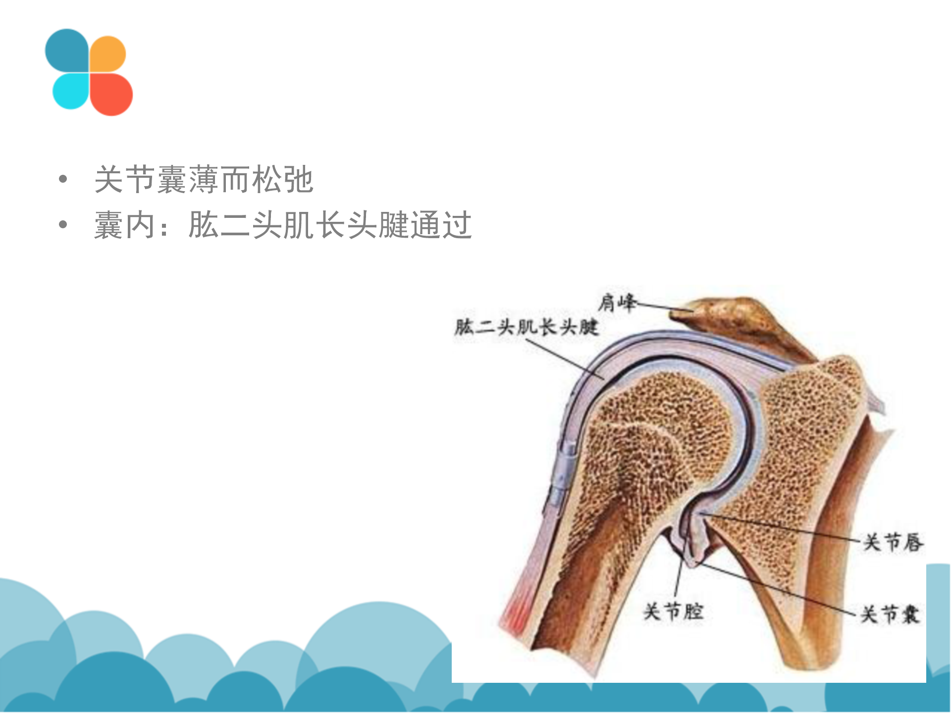 肩袖解剖LY_08.png