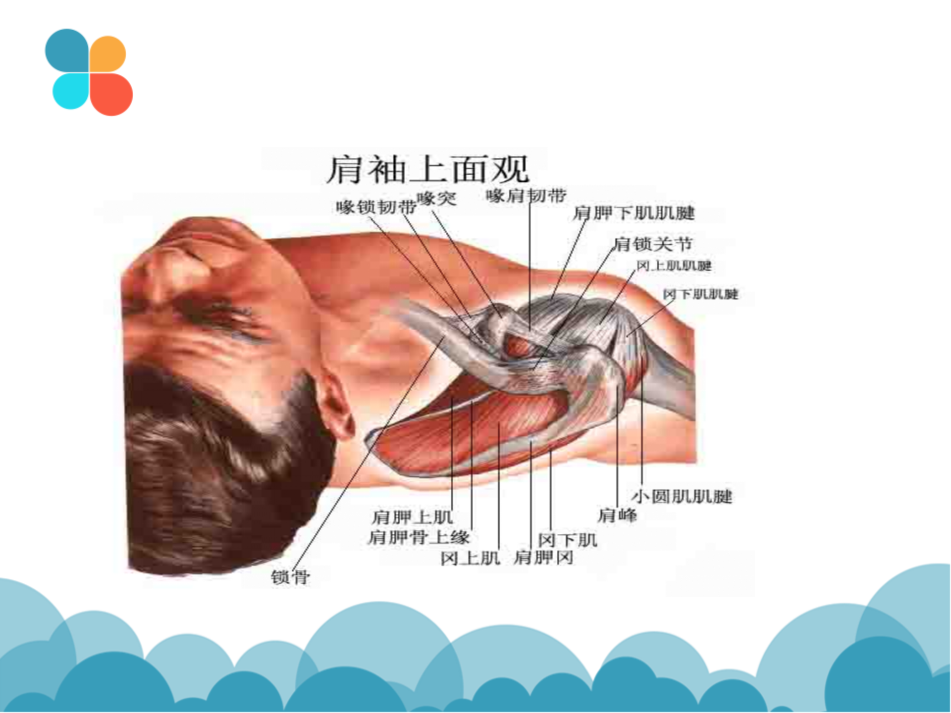 肩袖解剖LY_14.png